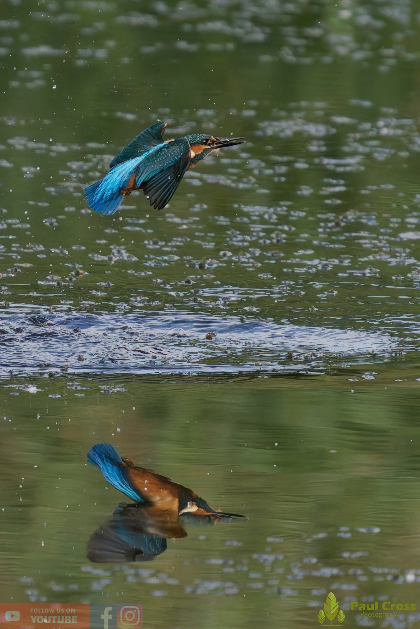 Kingfisher-00404.jpg