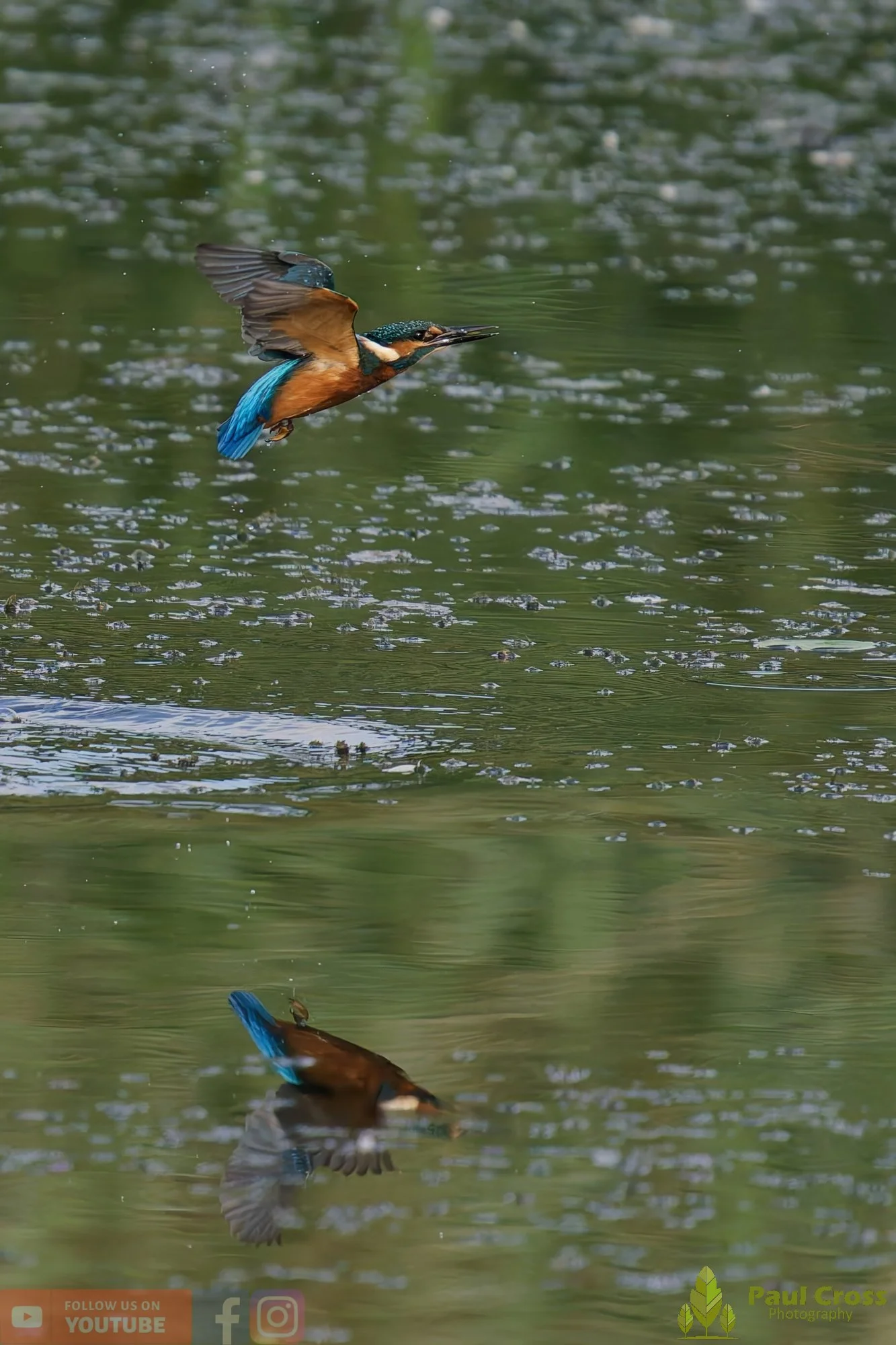 Kingfisher-00405.jpg