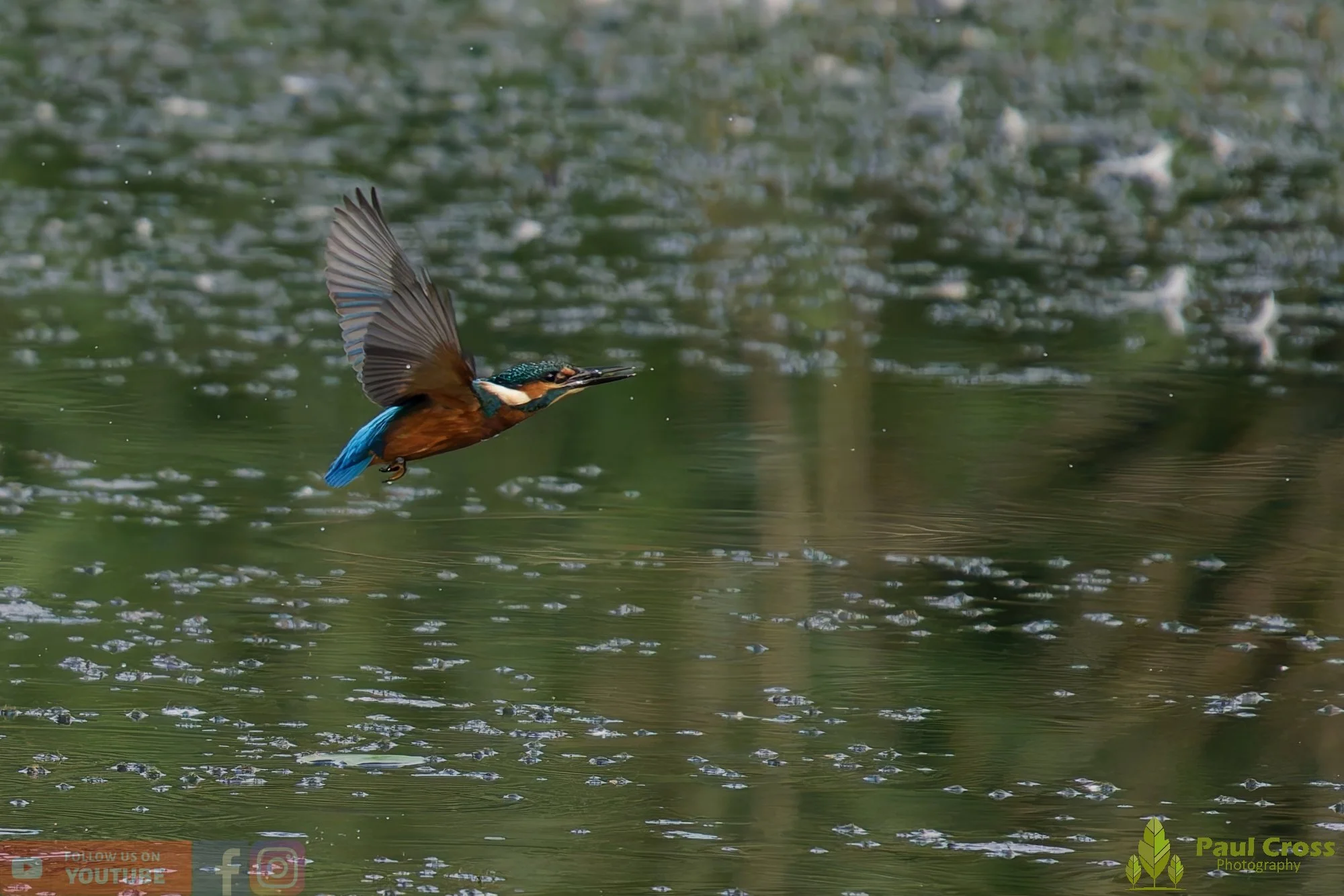 Kingfisher-00406.jpg
