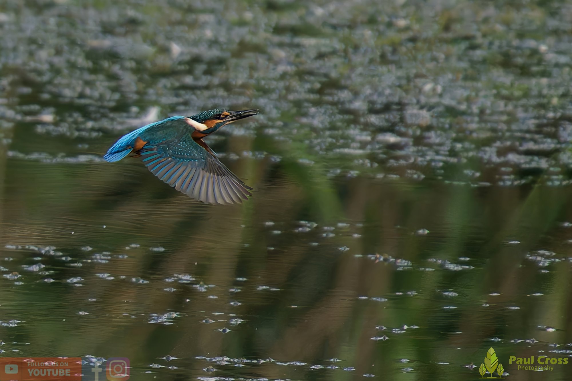Kingfisher-00407.jpg
