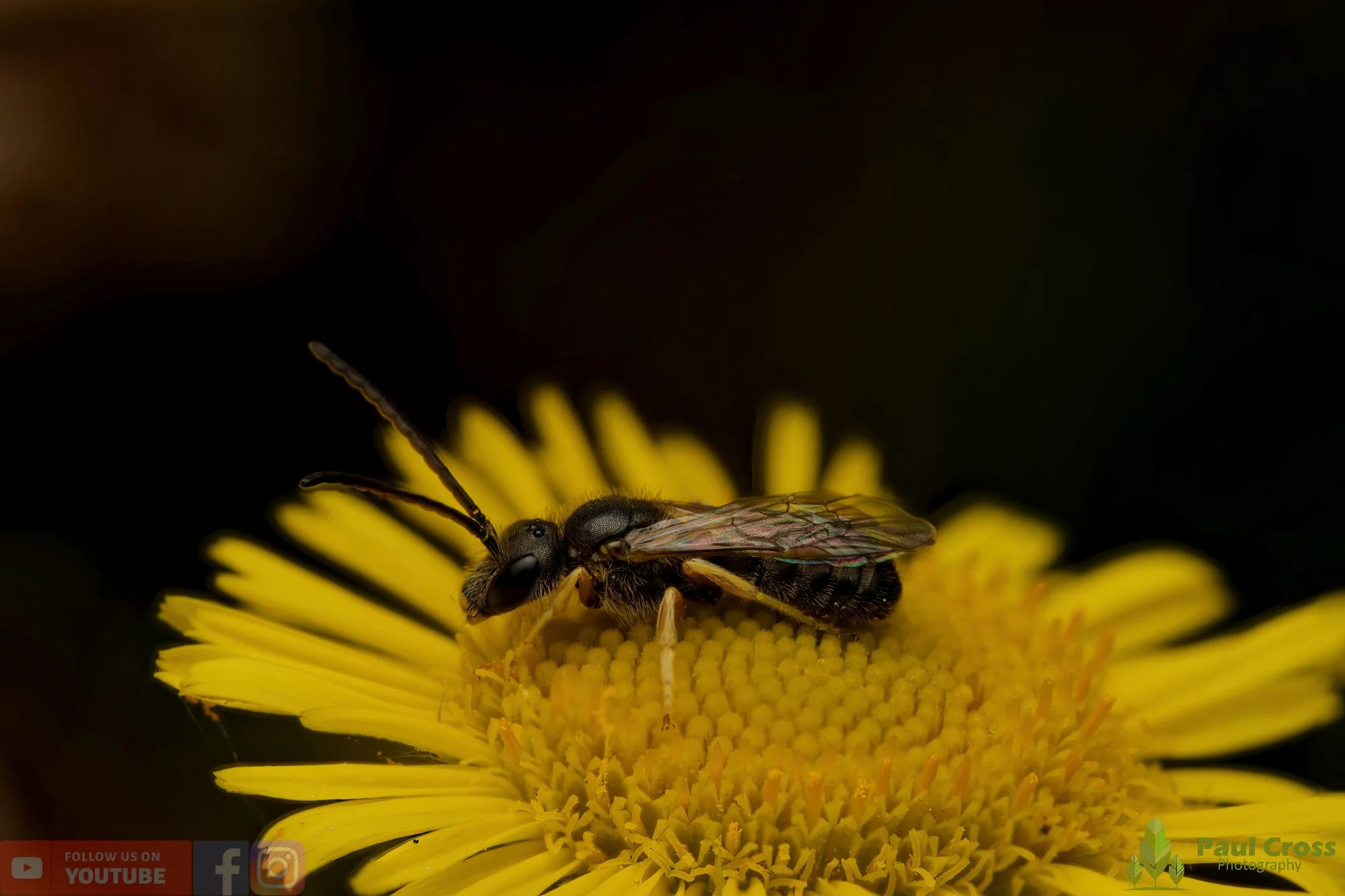Bronze Furrow Bee-00007.jpg