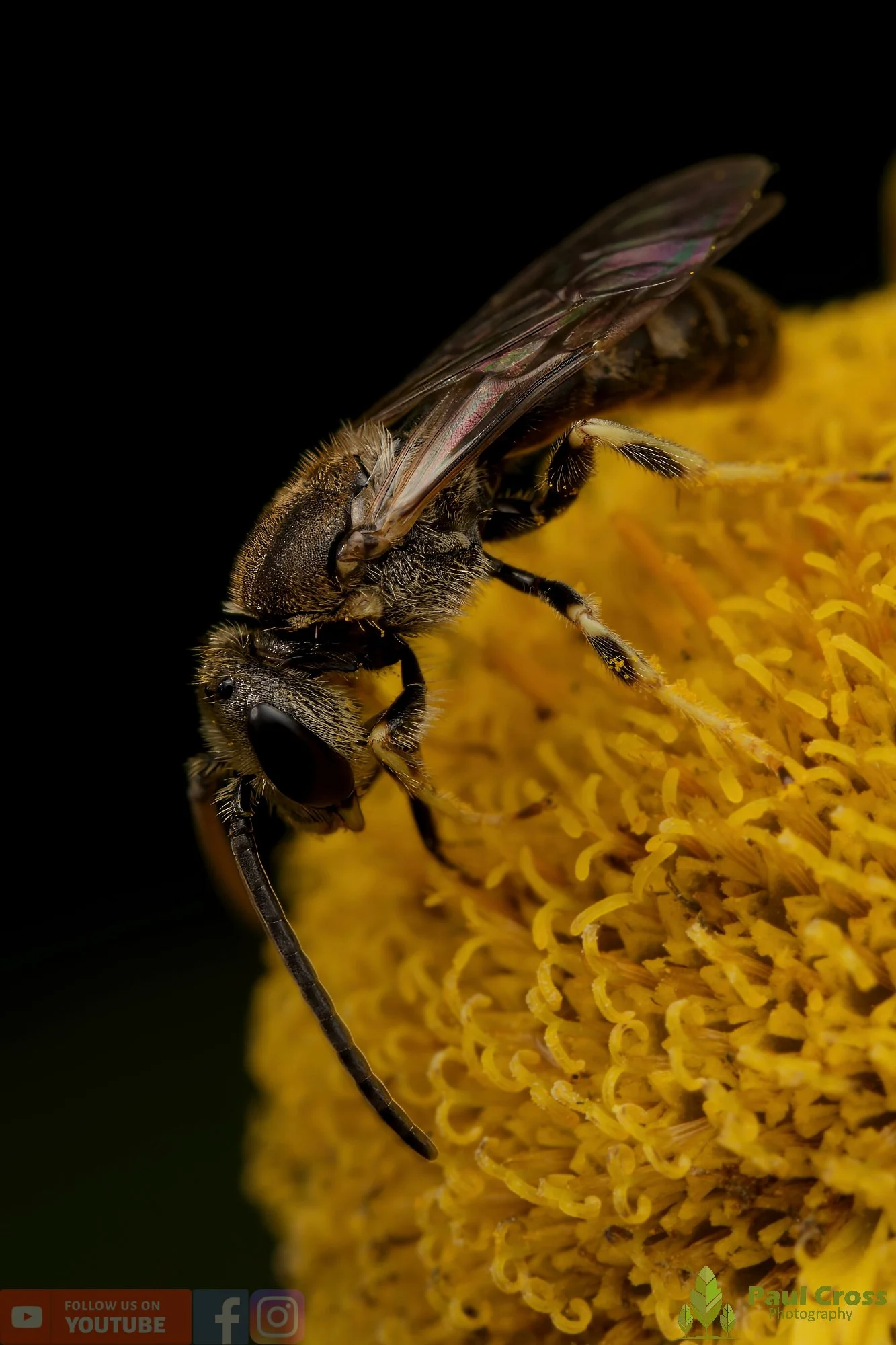 Bronze Furrow Bee-00008.jpg