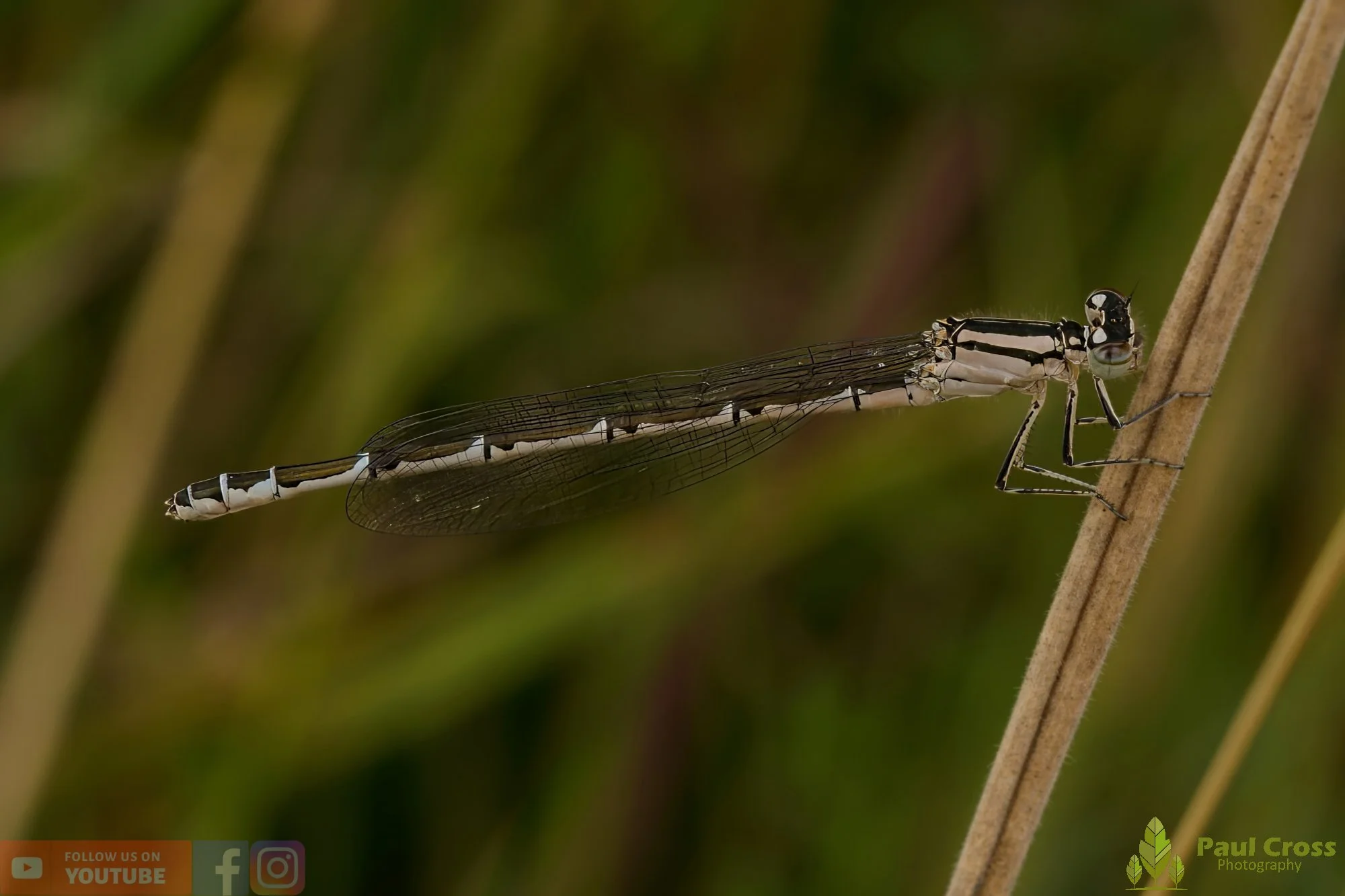 Common Blue Damselfly-00002.jpg