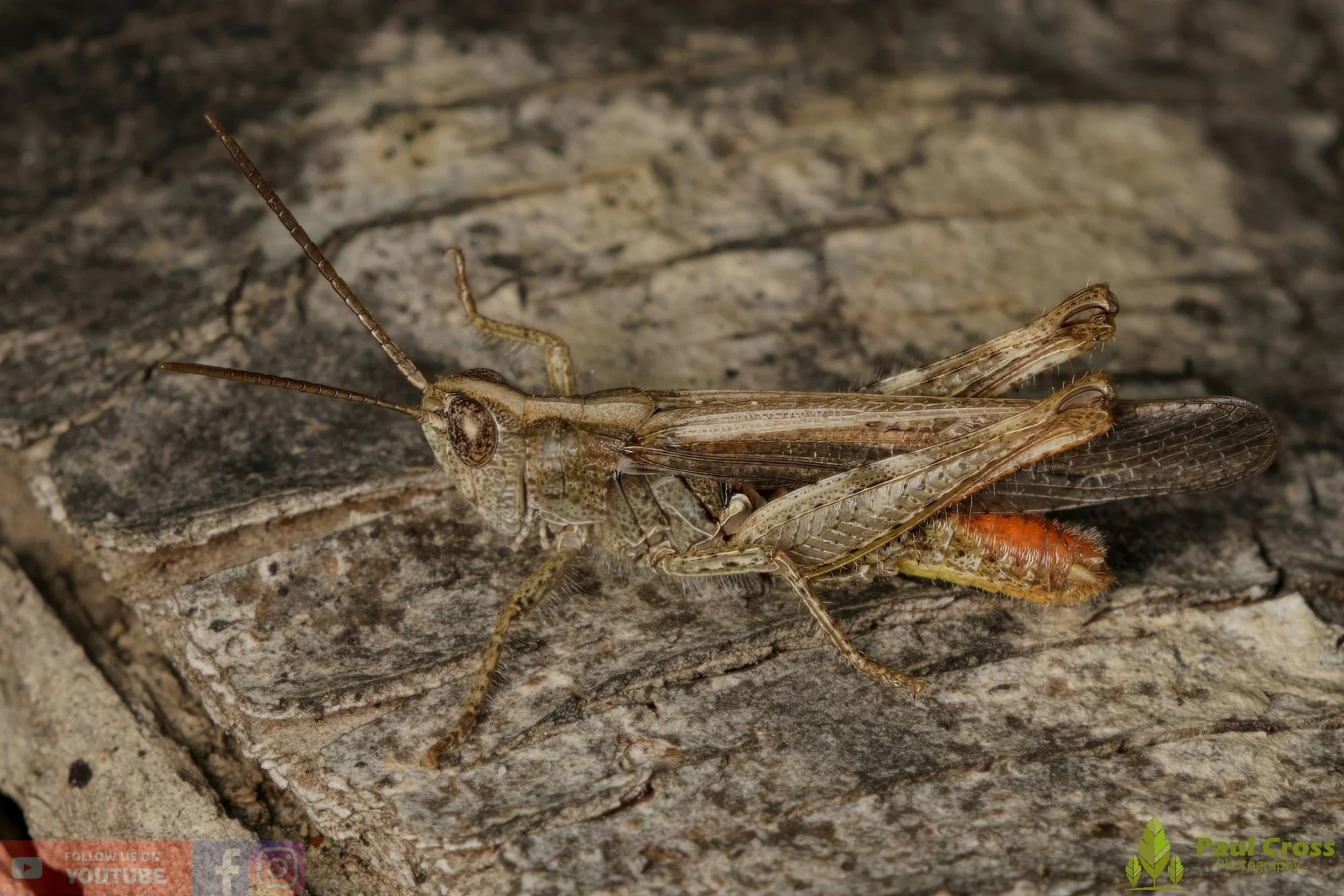 Common Field Grasshopper-00010.jpg