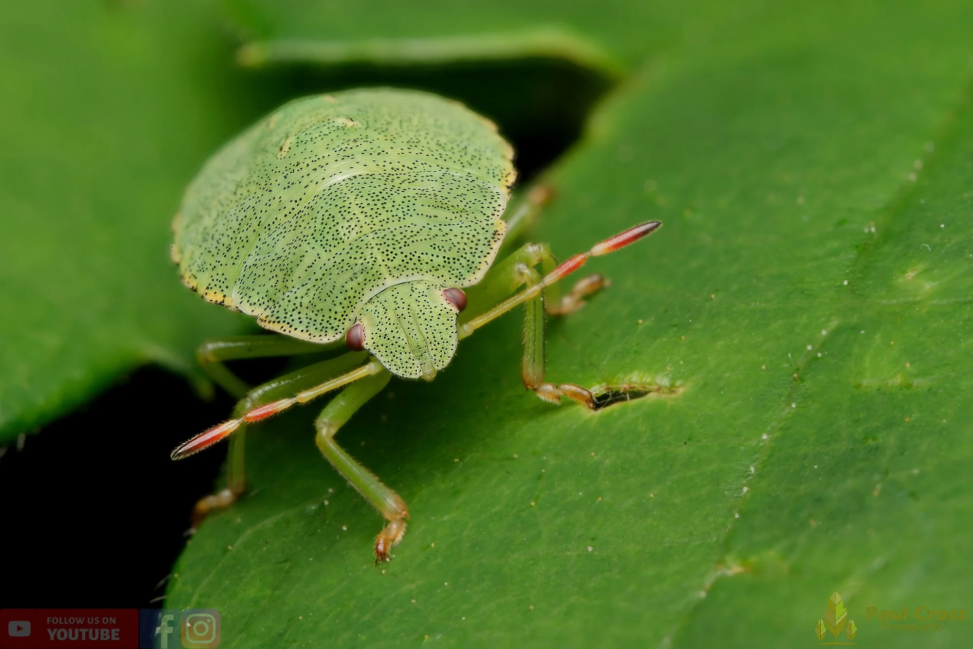 Common Green Shieldbug-00019.jpg