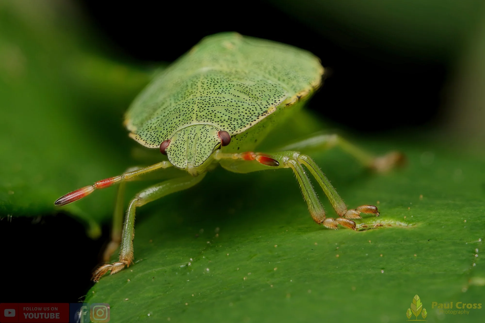 Common Green Shieldbug-00020.jpg