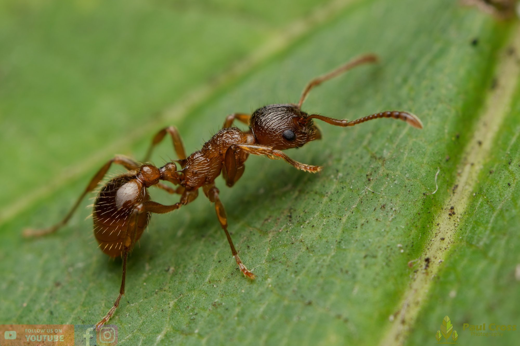 Common Red Ant-00043.jpg