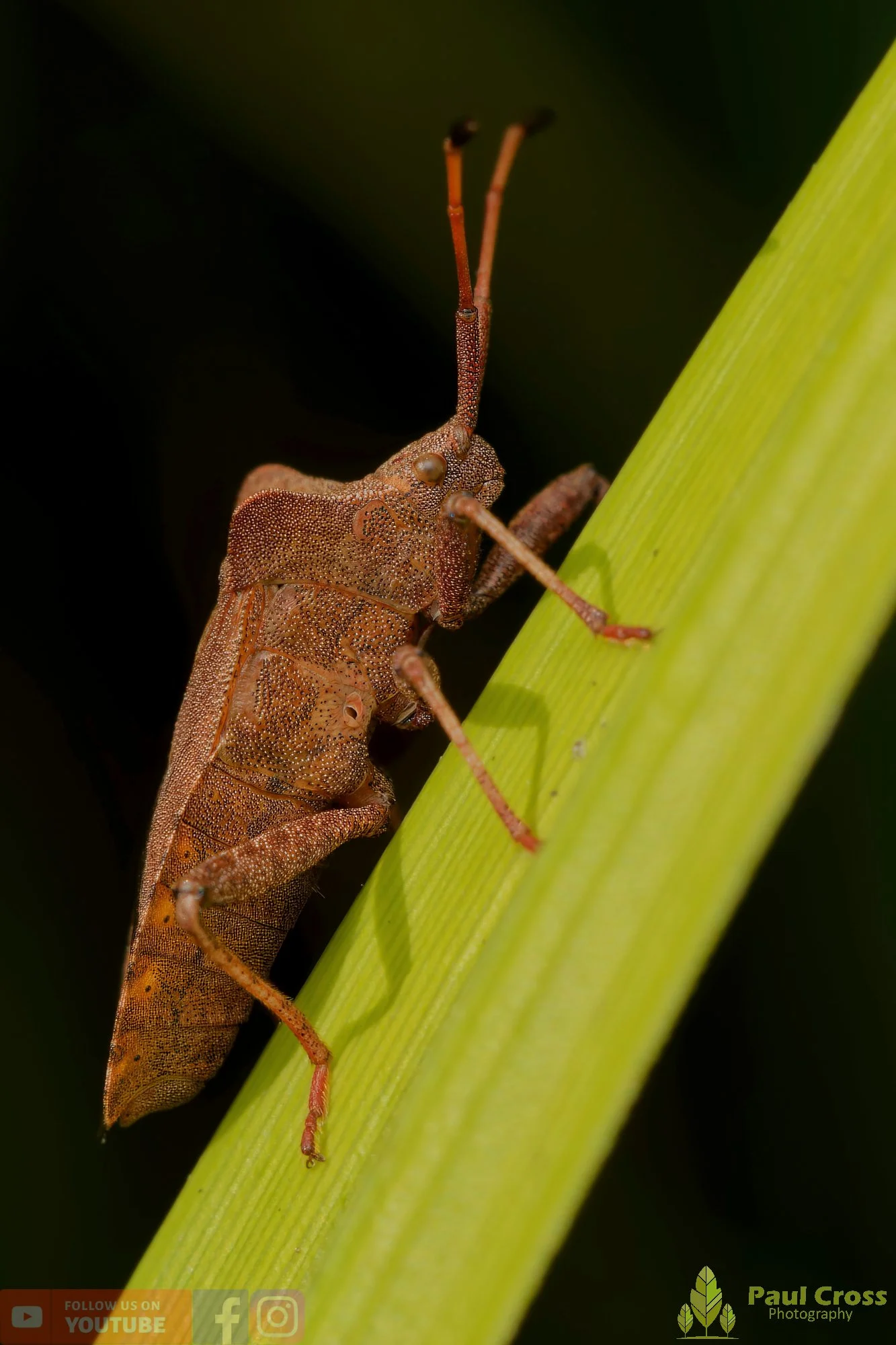 Dock Bug - Coreus Marginatus-00059.jpg