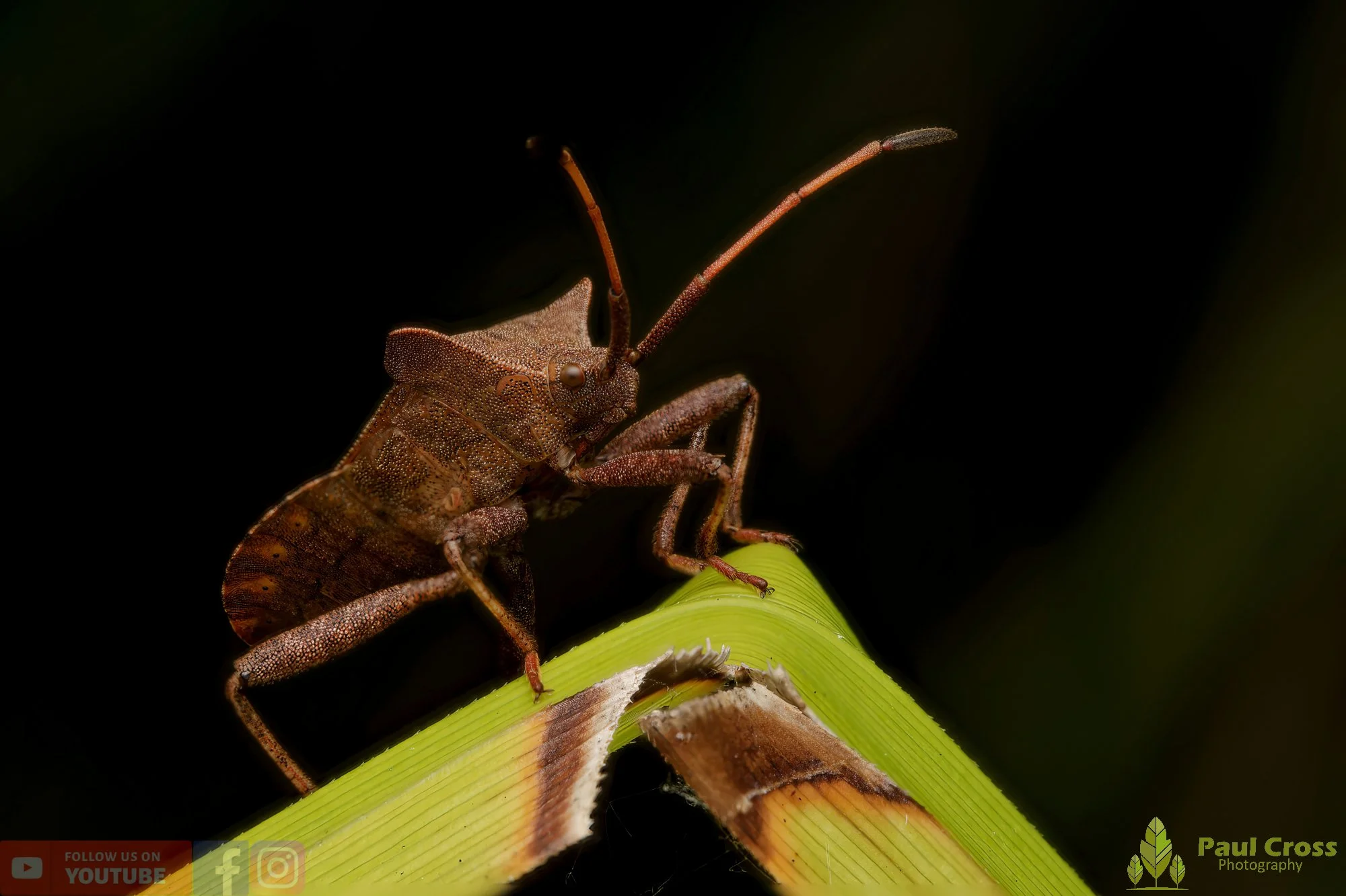 Dock Bug - Coreus Marginatus-00062.jpg