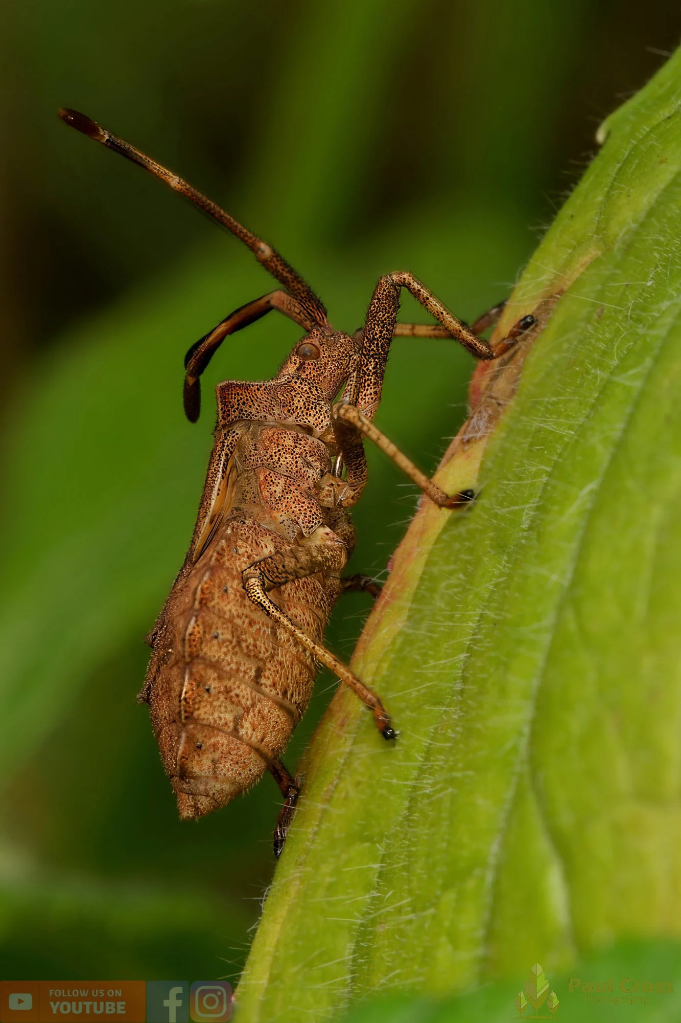Dock Bug - Coreus Marginatus-00065.jpg