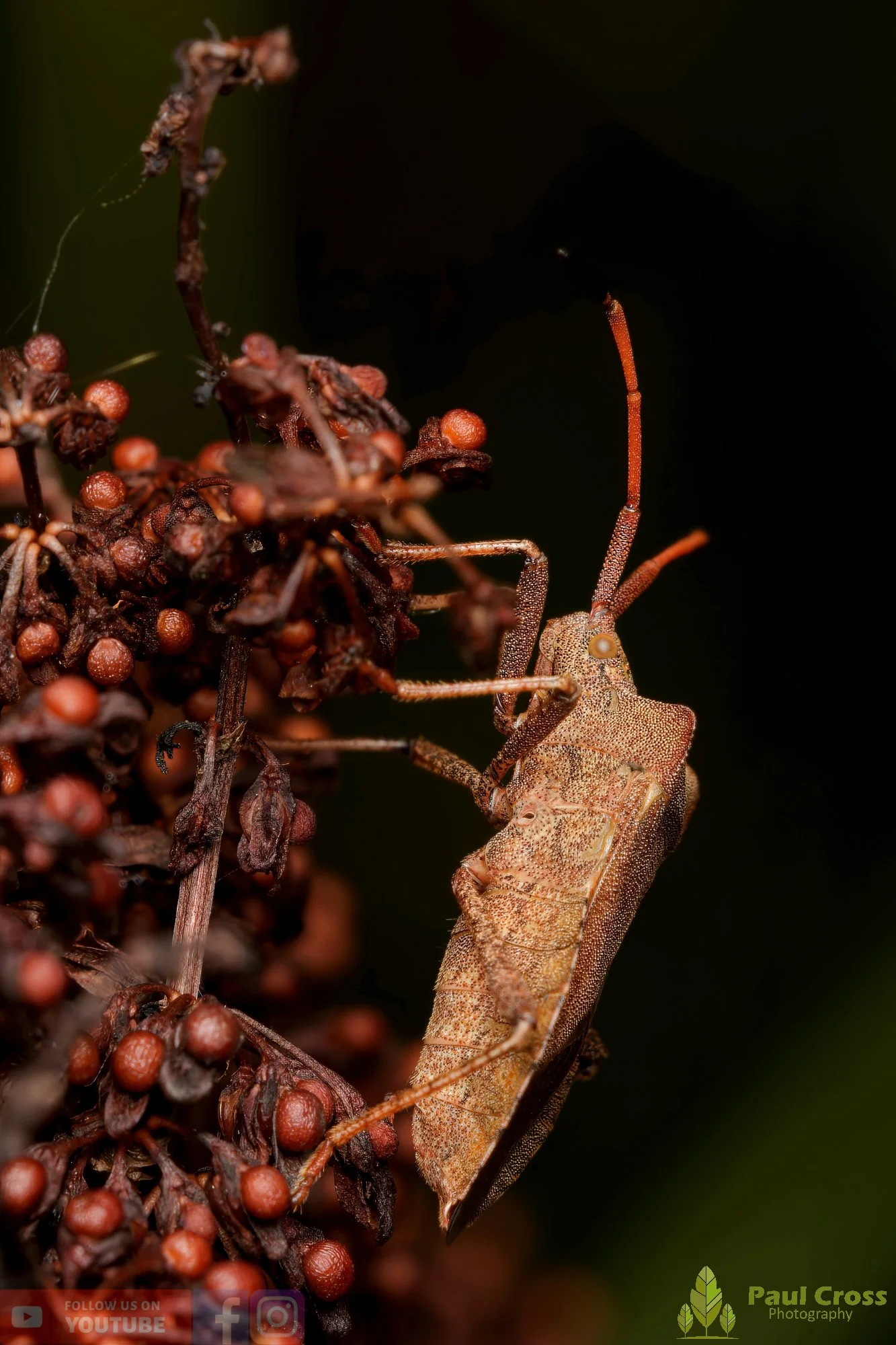 Dock Bug - Coreus Marginatus-00066.jpg