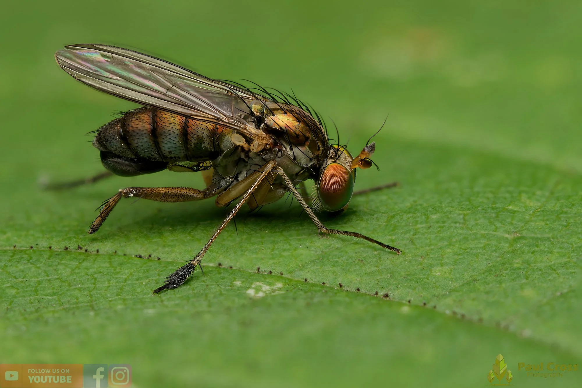 Dolichopus Wahlbergi-00001.jpg