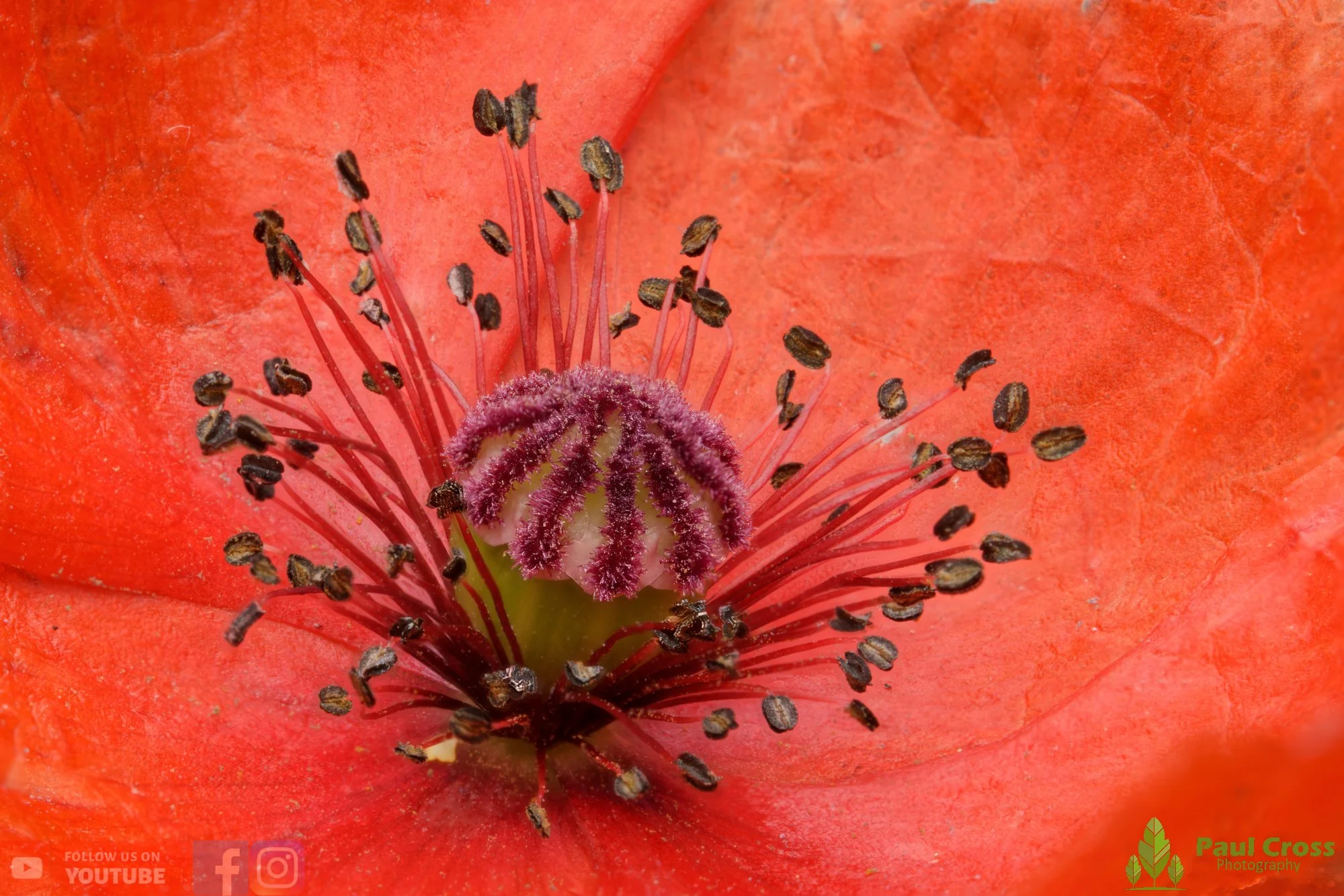 Poppy-00003.jpg