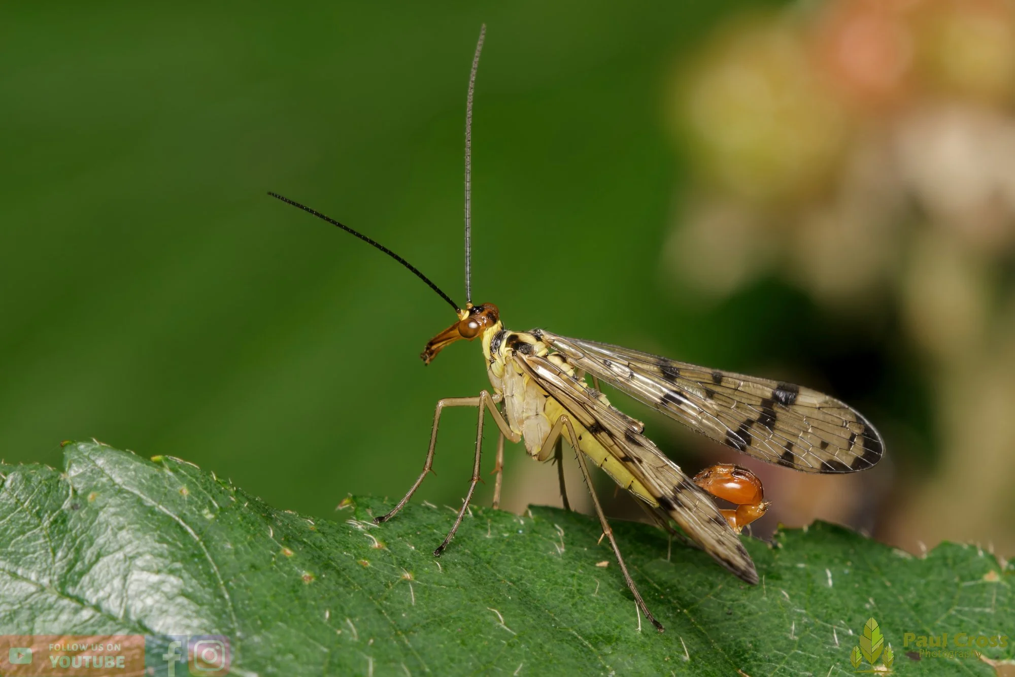 Scorpionfly - Panorpa Germanica-00016.jpg