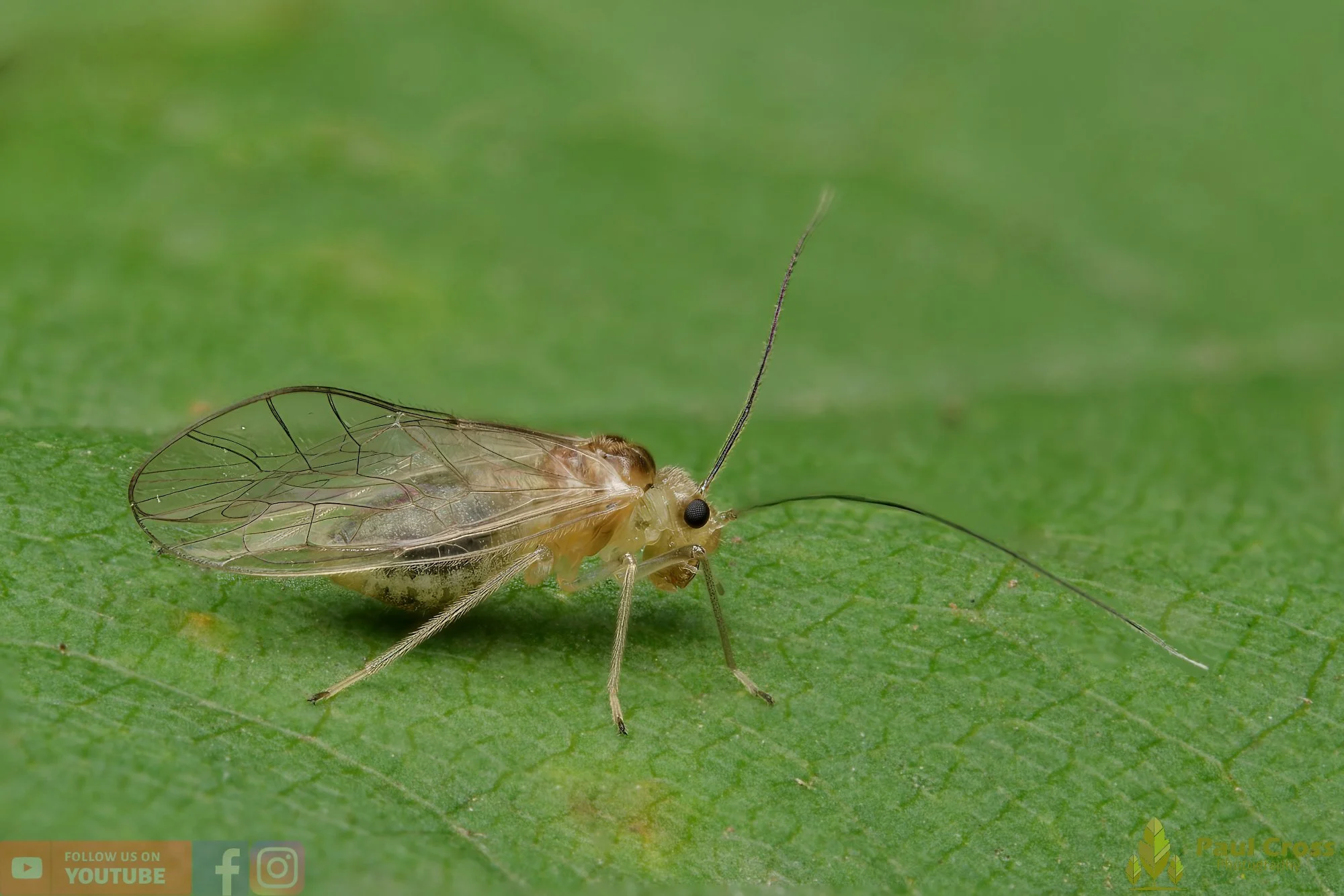 Stenopsocus Stigmaticus-00001.jpg