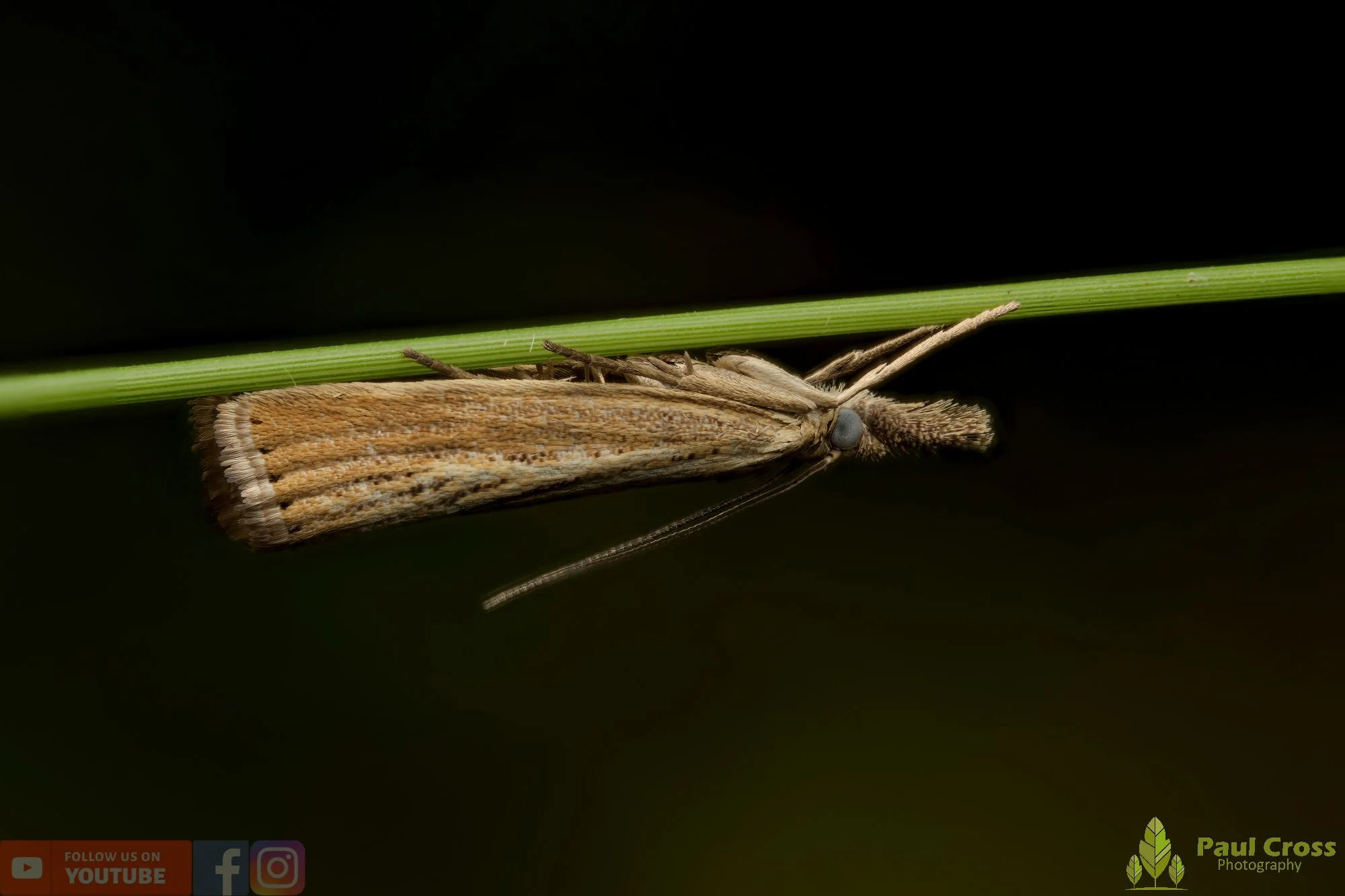 Straw Grass-Moth - Agriphila Straminella-00004.jpg