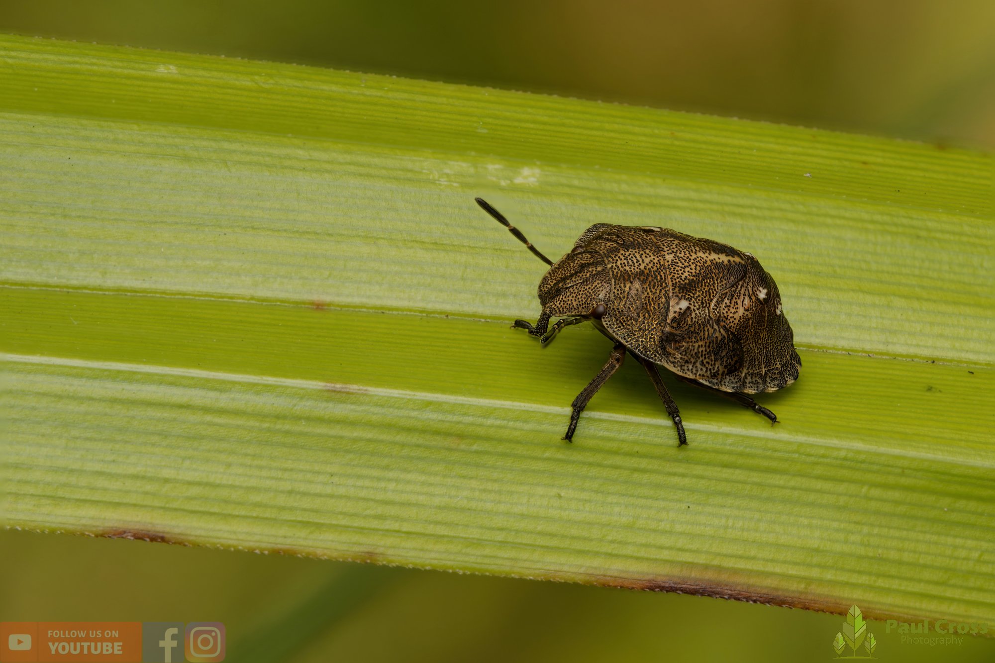 Tortoise Bug - Eurygaster (cf) testudinaria-00002.jpg