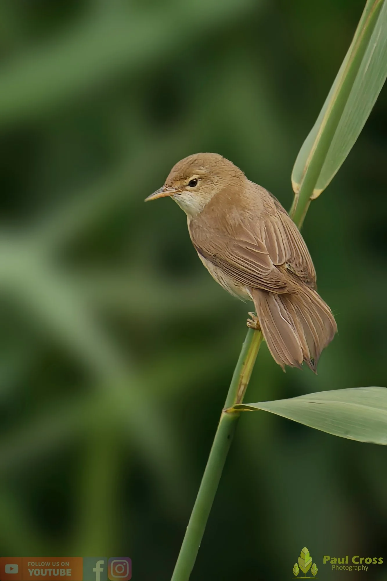 Reed Warbler-00184.jpg