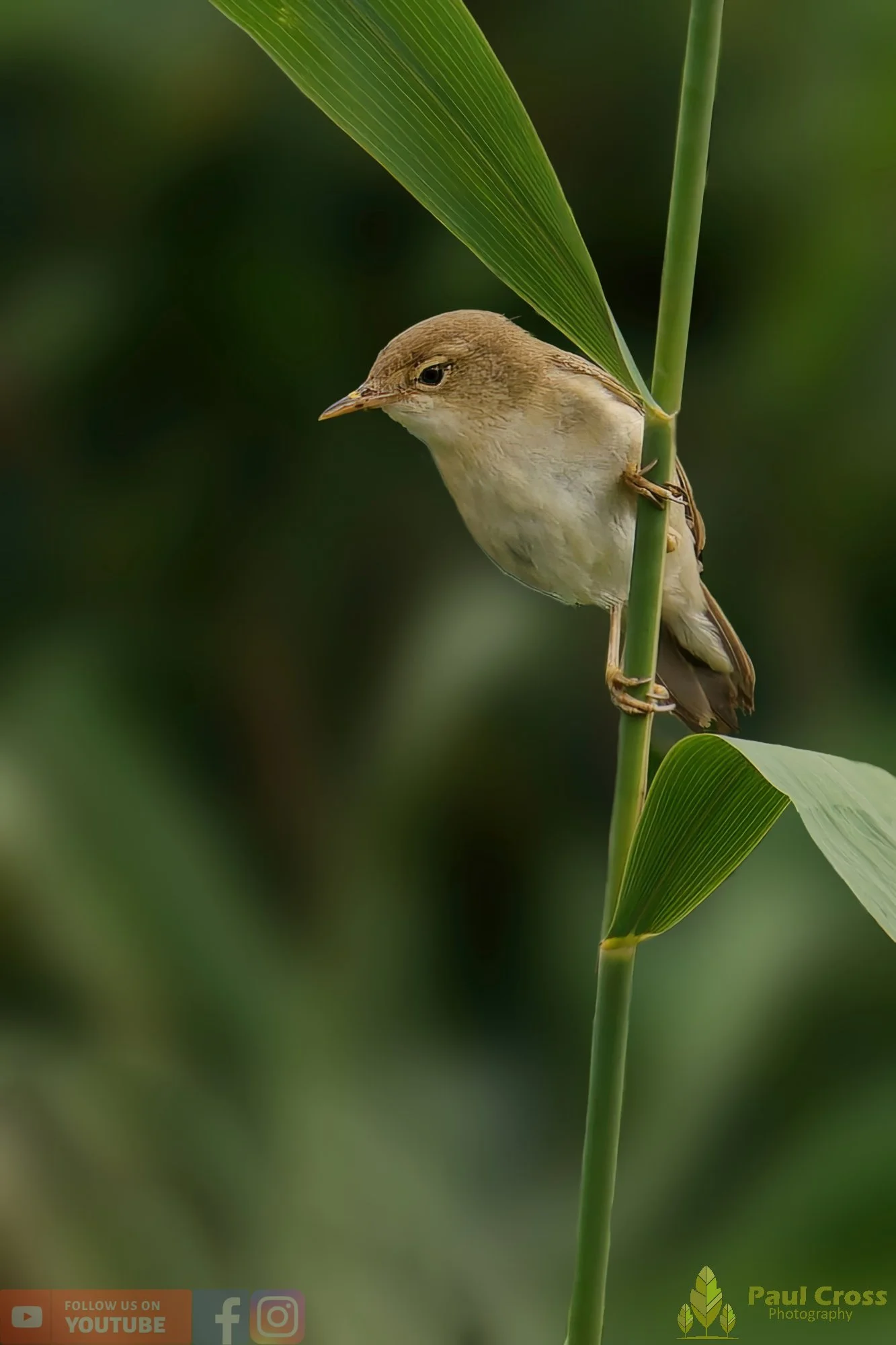 Reed Warbler-00183.jpg