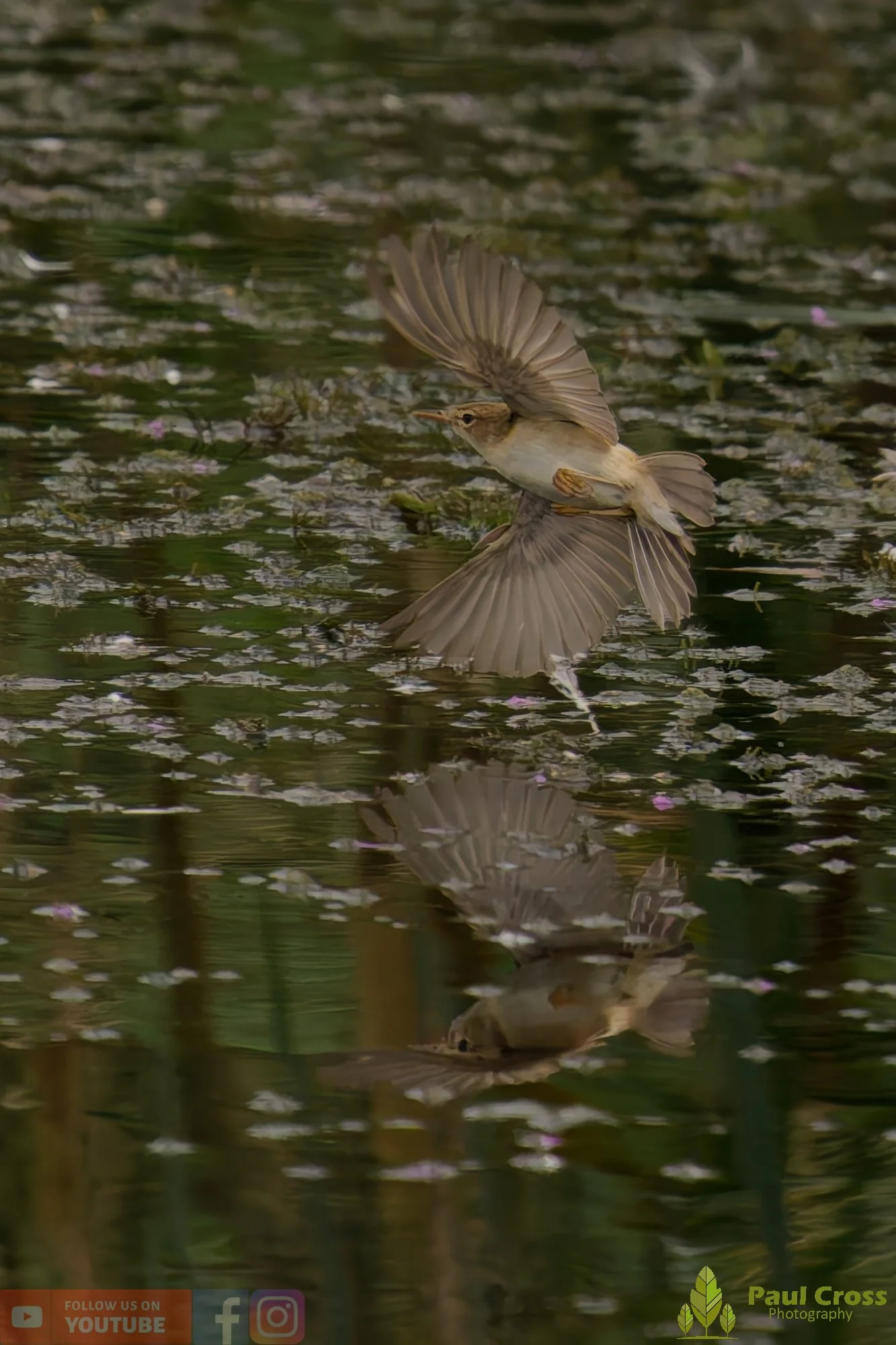 Reed Warbler-00185.jpg