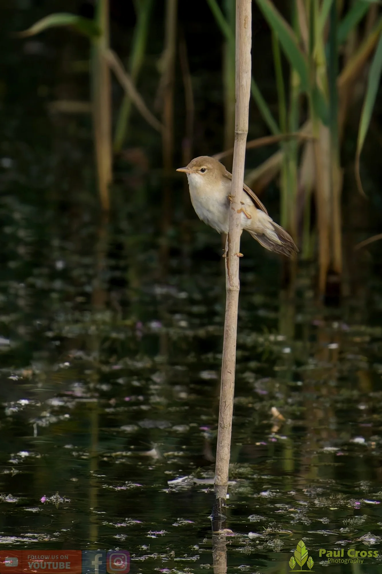 Reed Warbler-00187.jpg