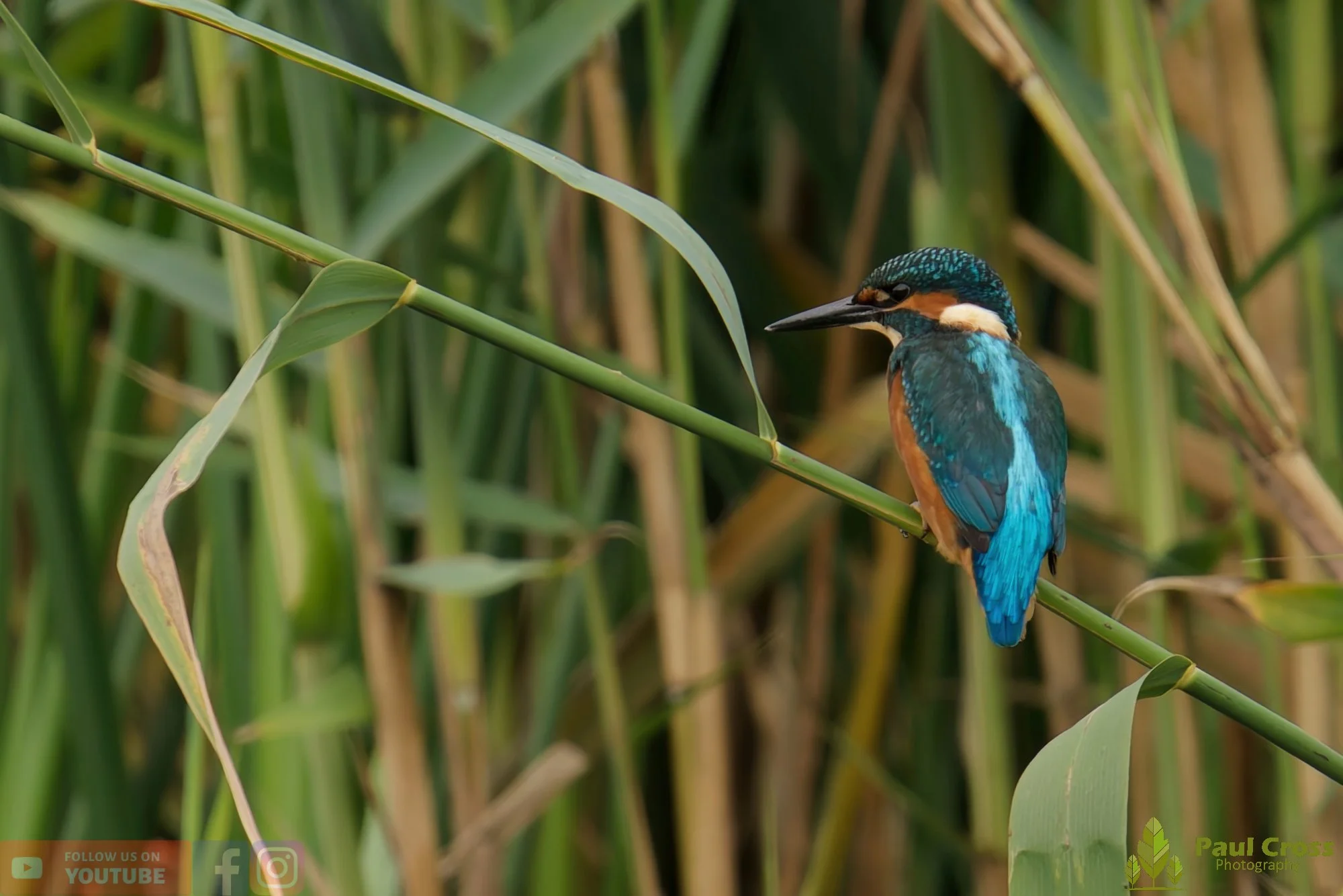 Kingfisher-00426.jpg