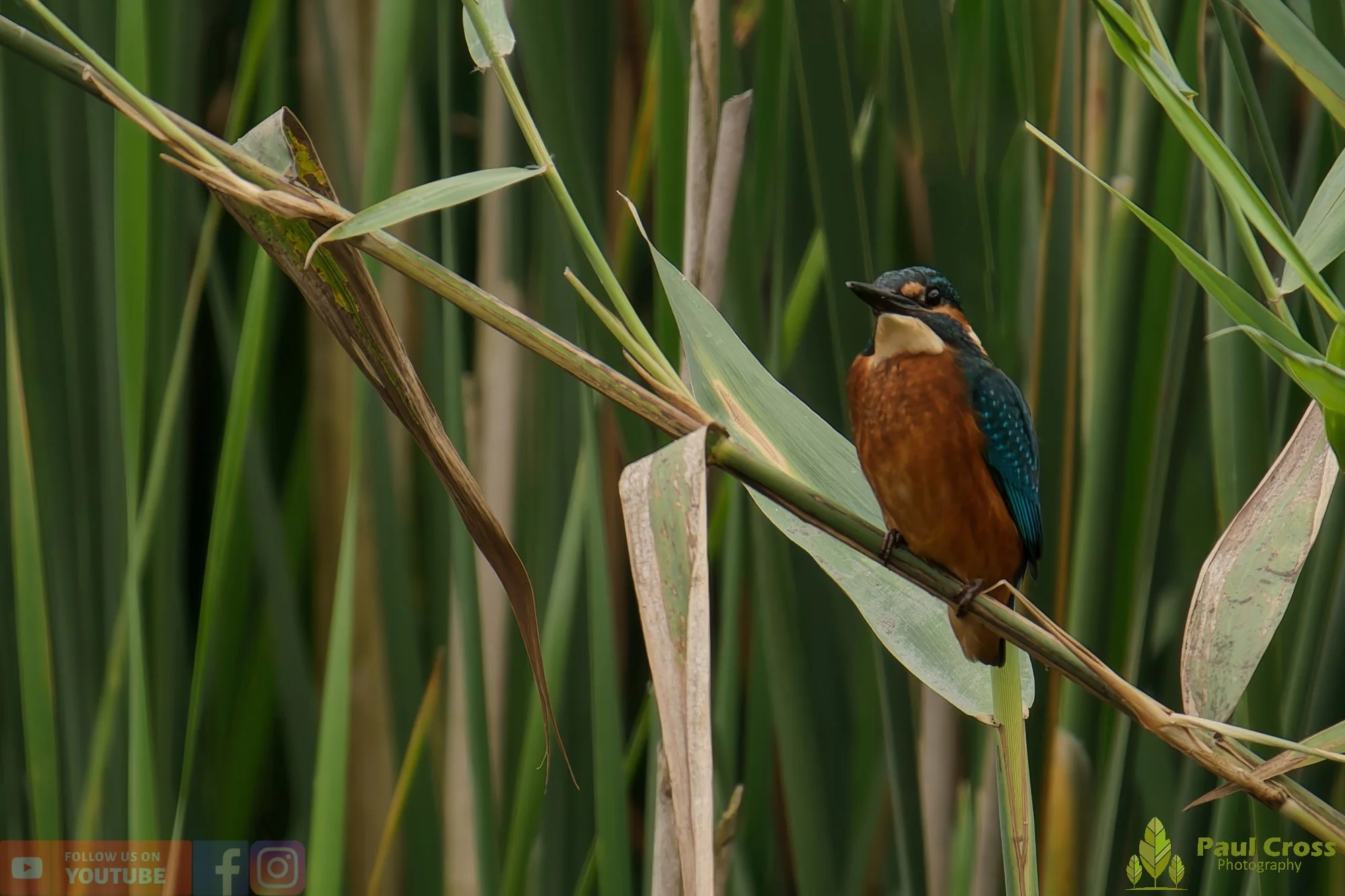 Kingfisher-00431.jpg