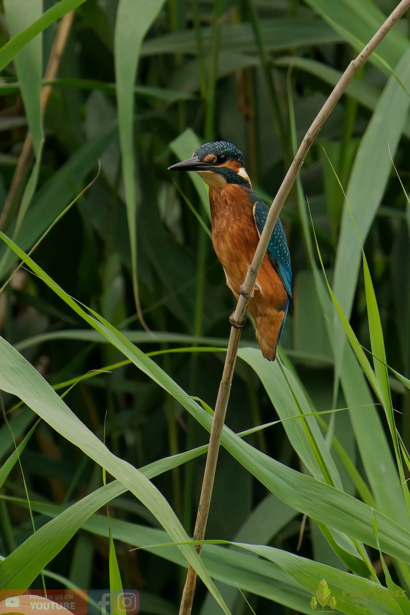 Kingfisher-00435.jpg