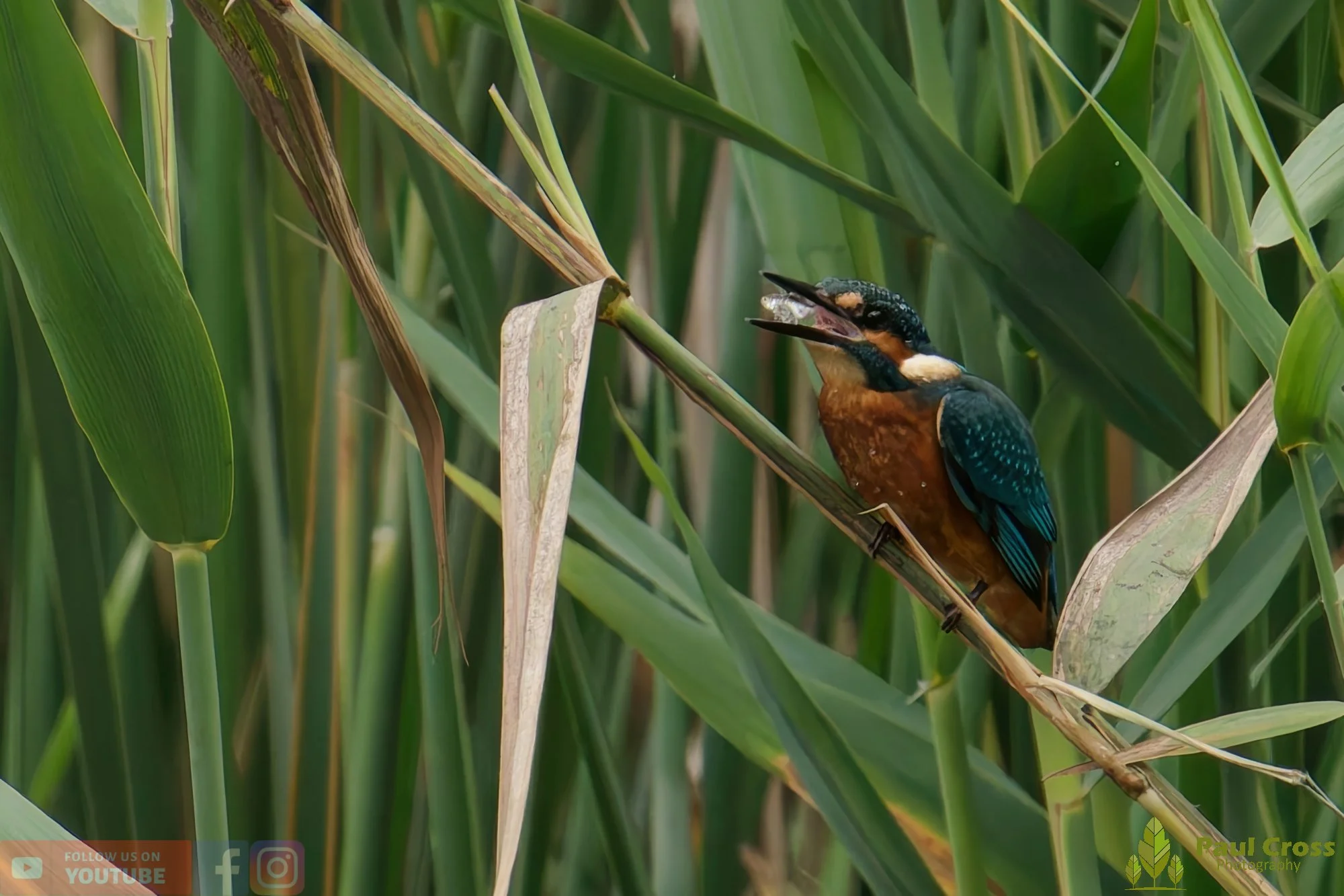 Kingfisher-00437.jpg
