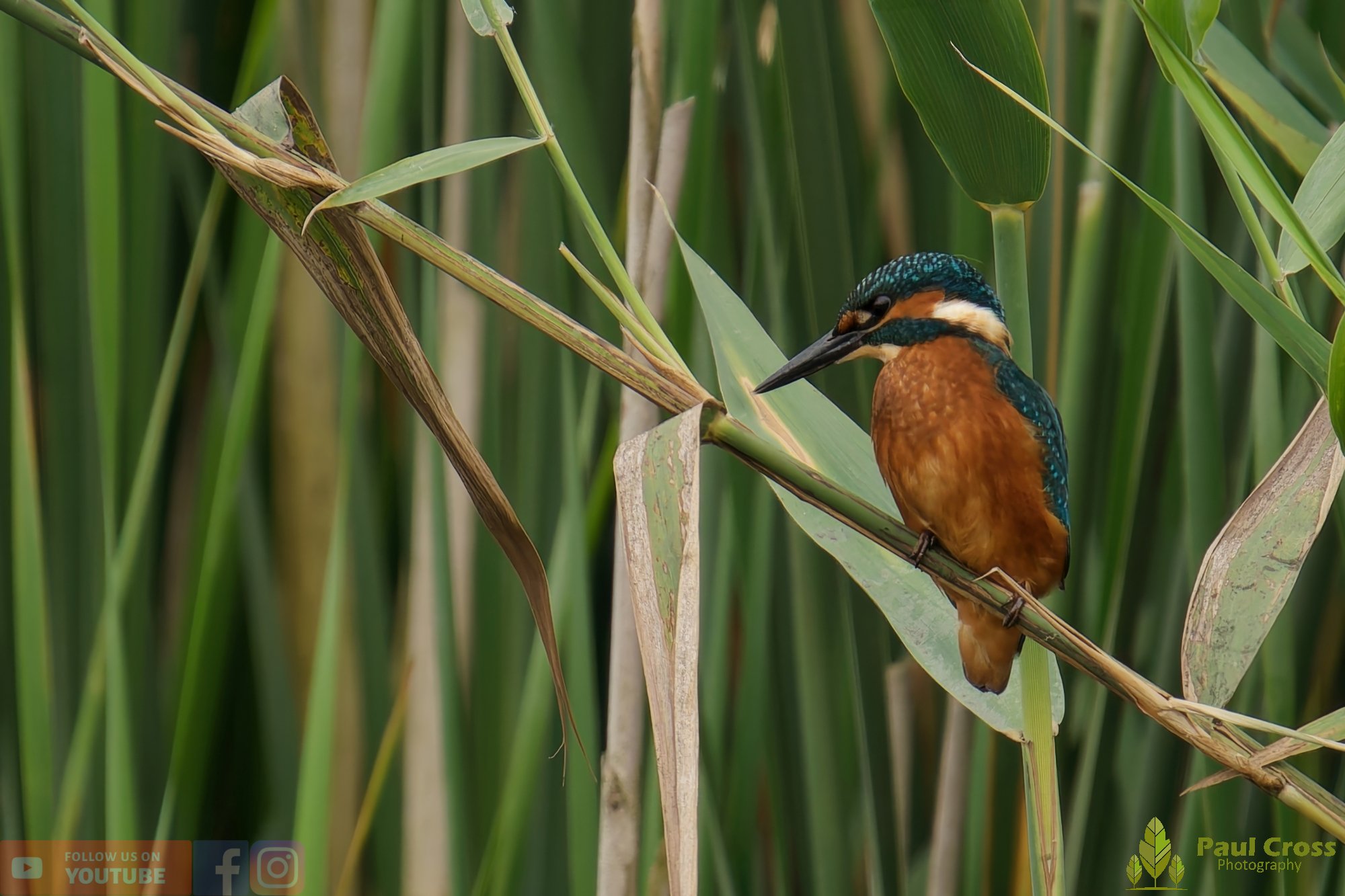 Kingfisher-00441.jpg