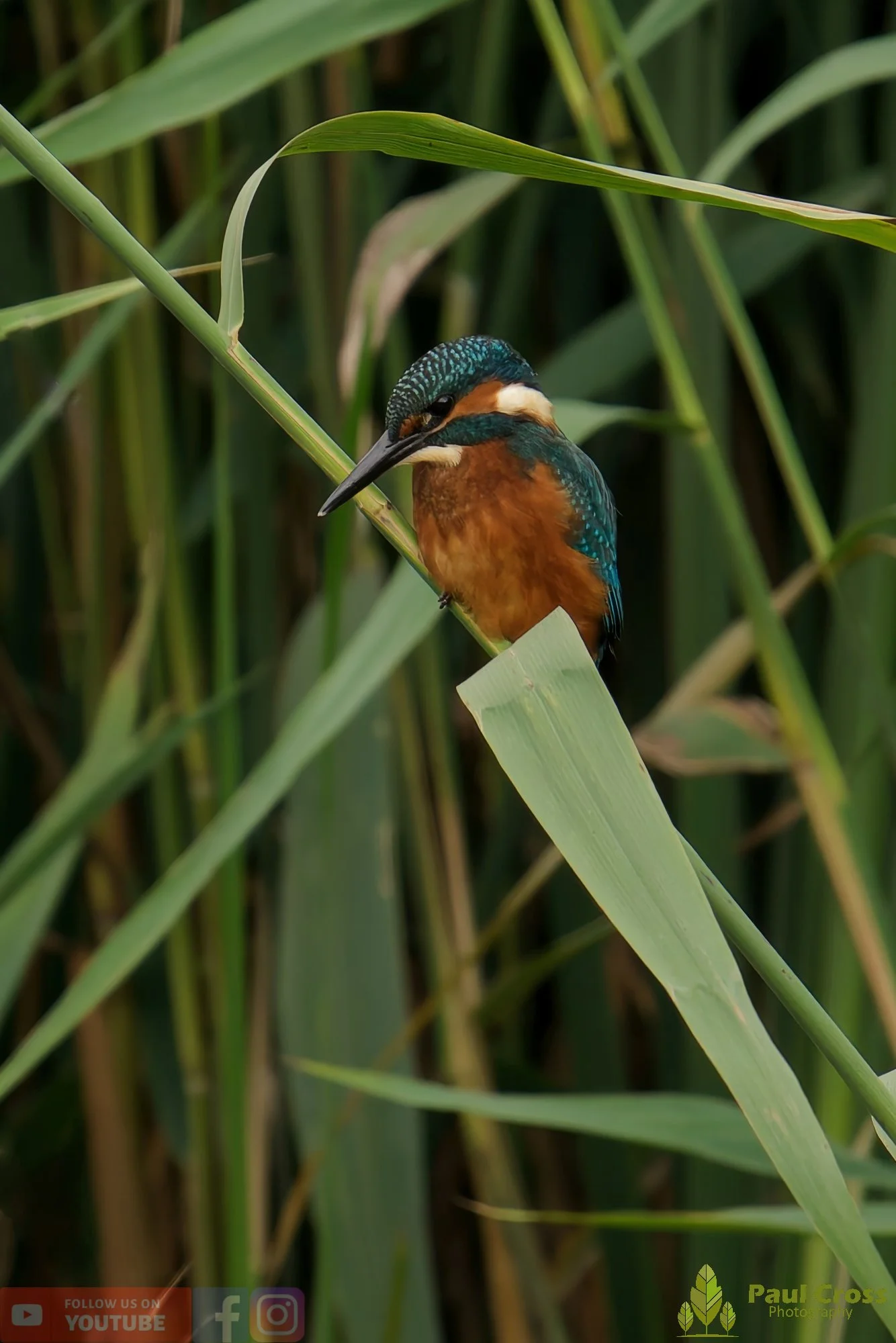 Kingfisher-00444.jpg