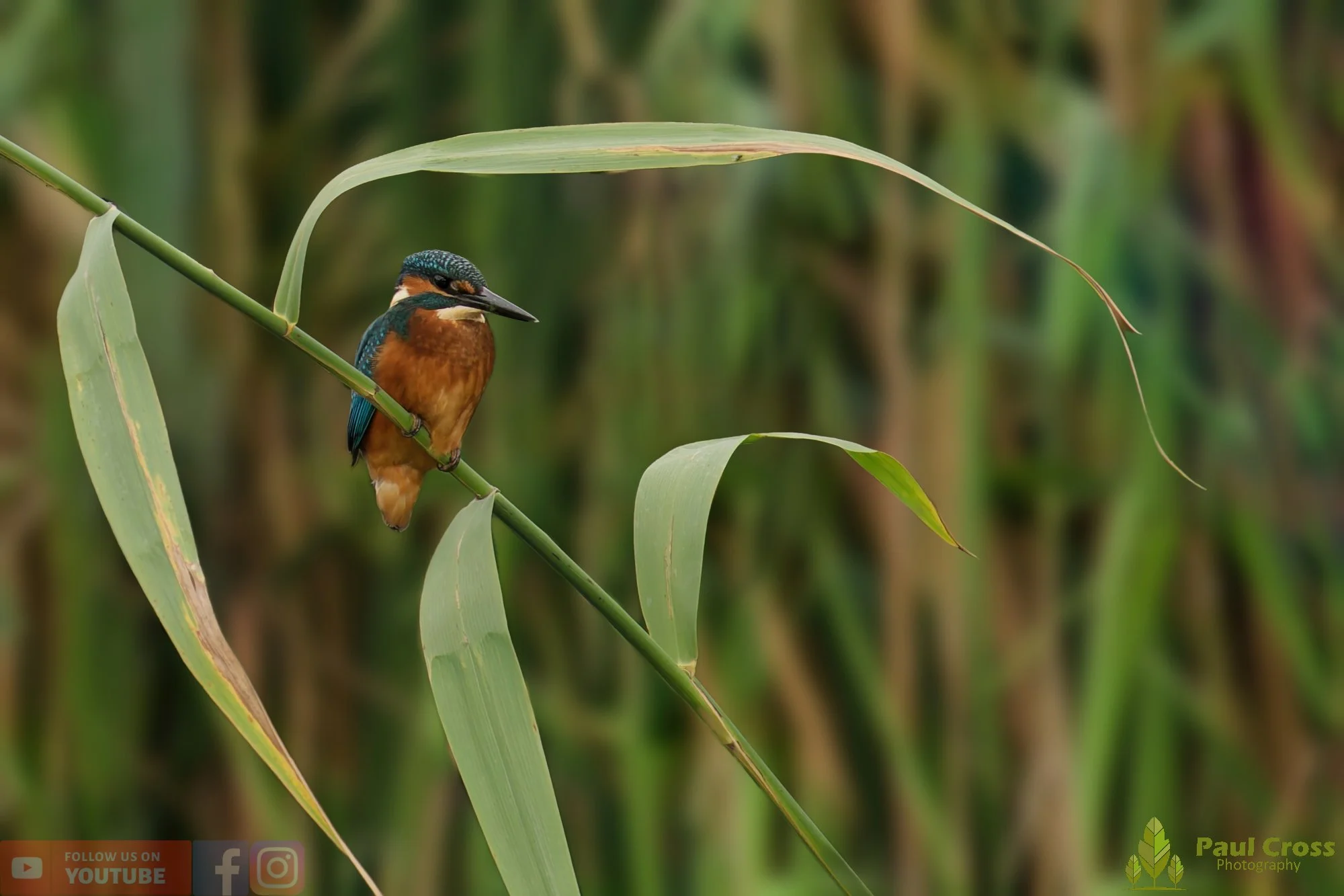 Kingfisher-00445.jpg