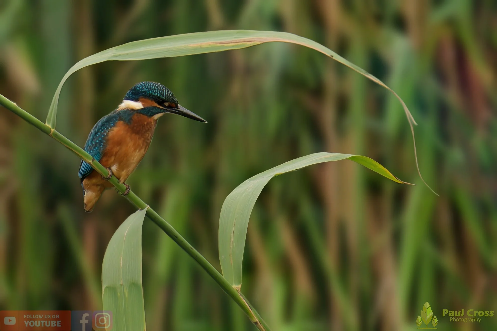 Kingfisher-00446.jpg