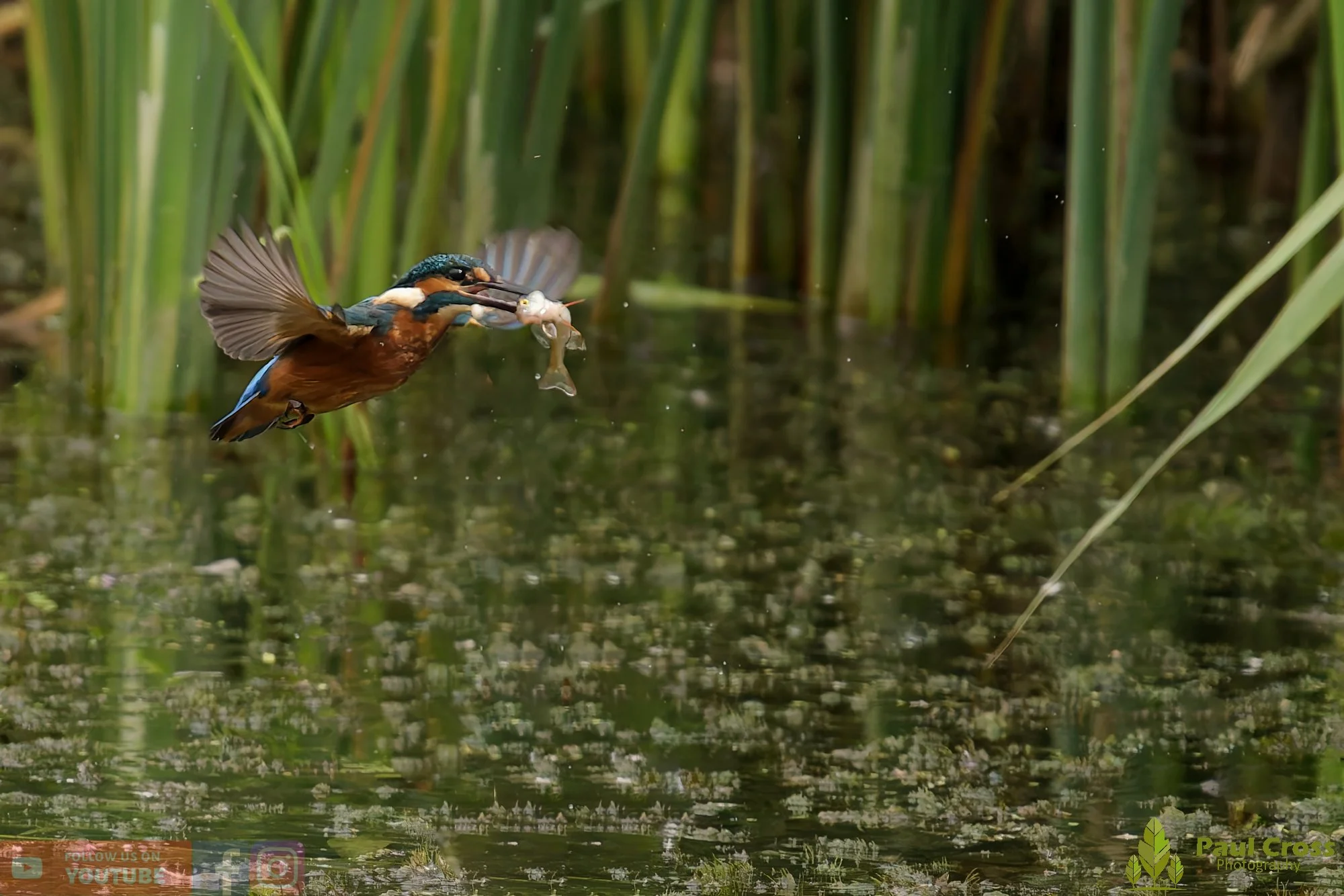 Kingfisher-00428.jpg