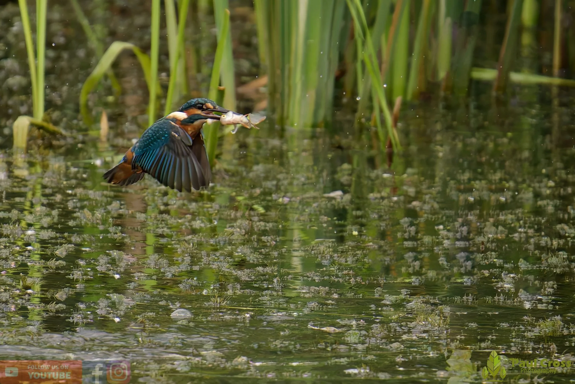 Kingfisher-00427.jpg
