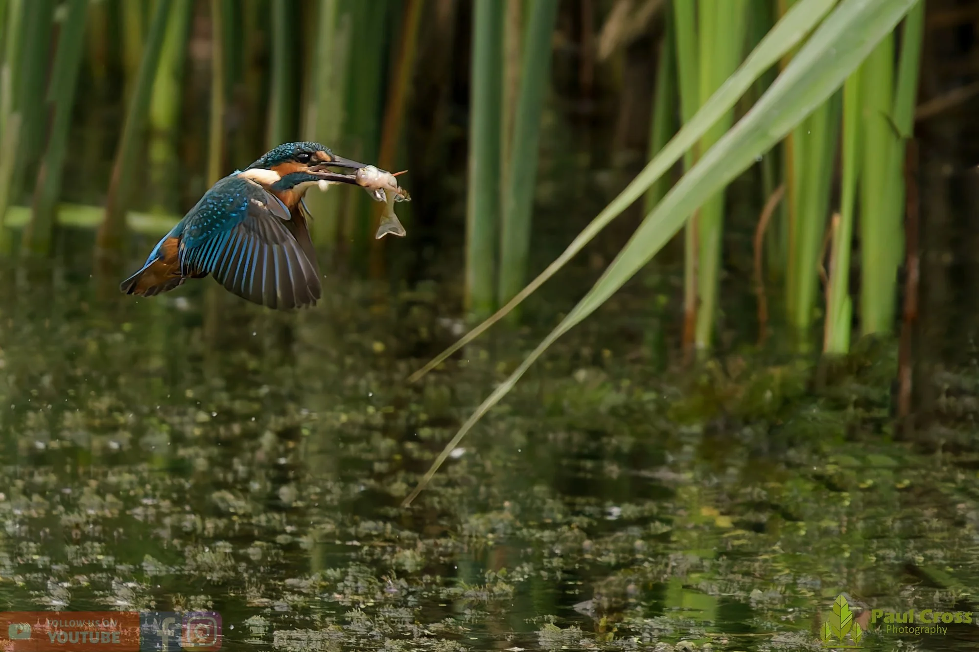 Kingfisher-00429.jpg