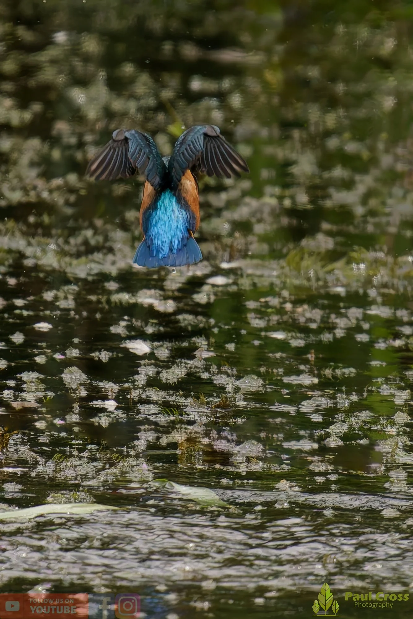 Kingfisher-00432.jpg
