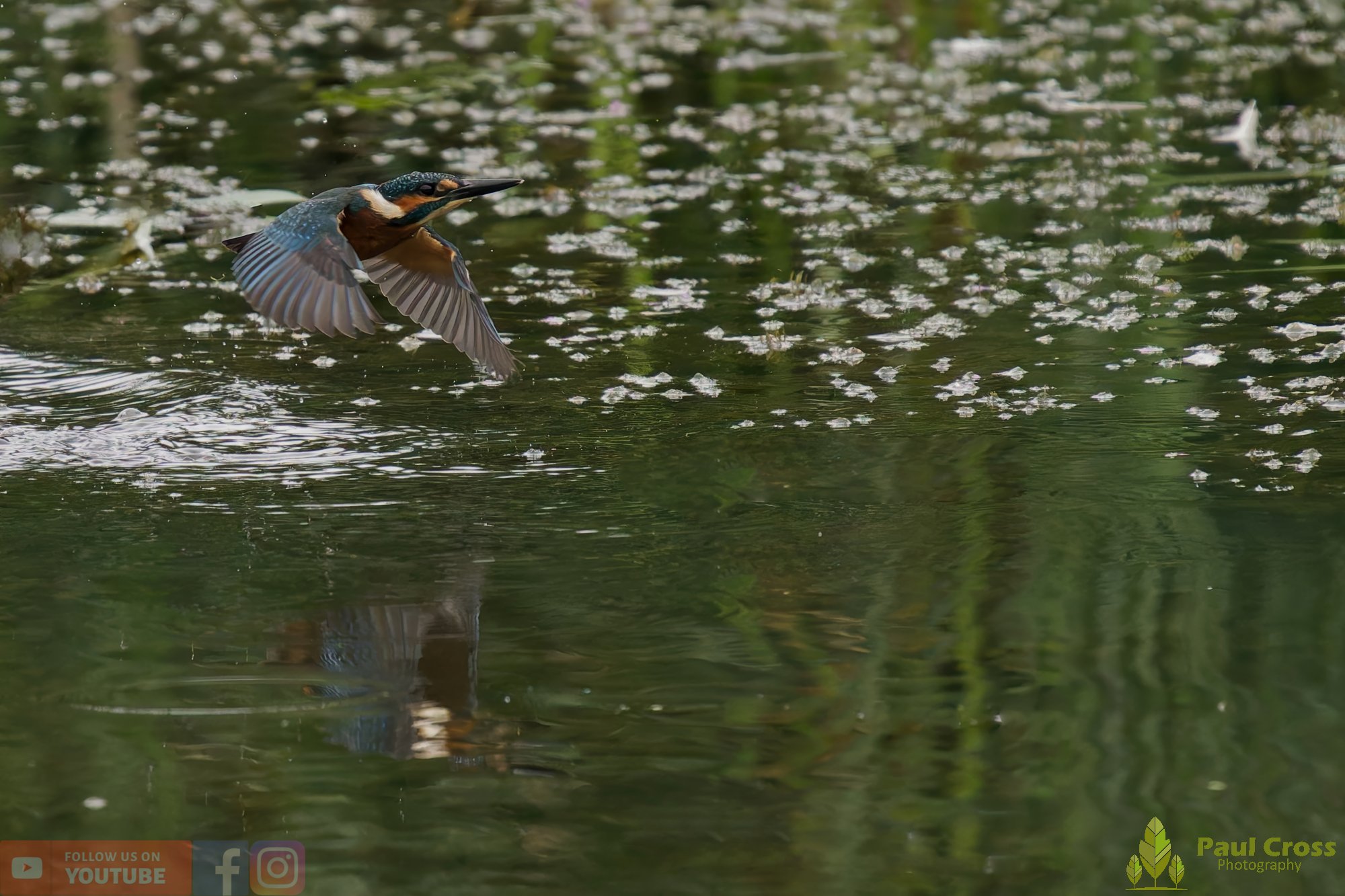 Kingfisher-00433.jpg