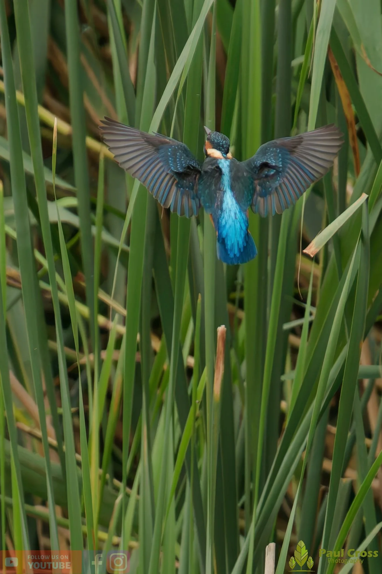 Kingfisher-00436.jpg