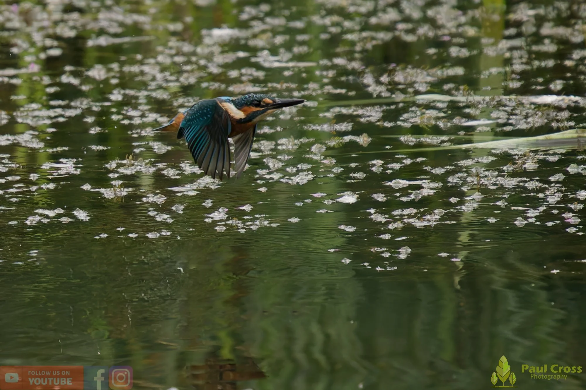 Kingfisher-00434.jpg