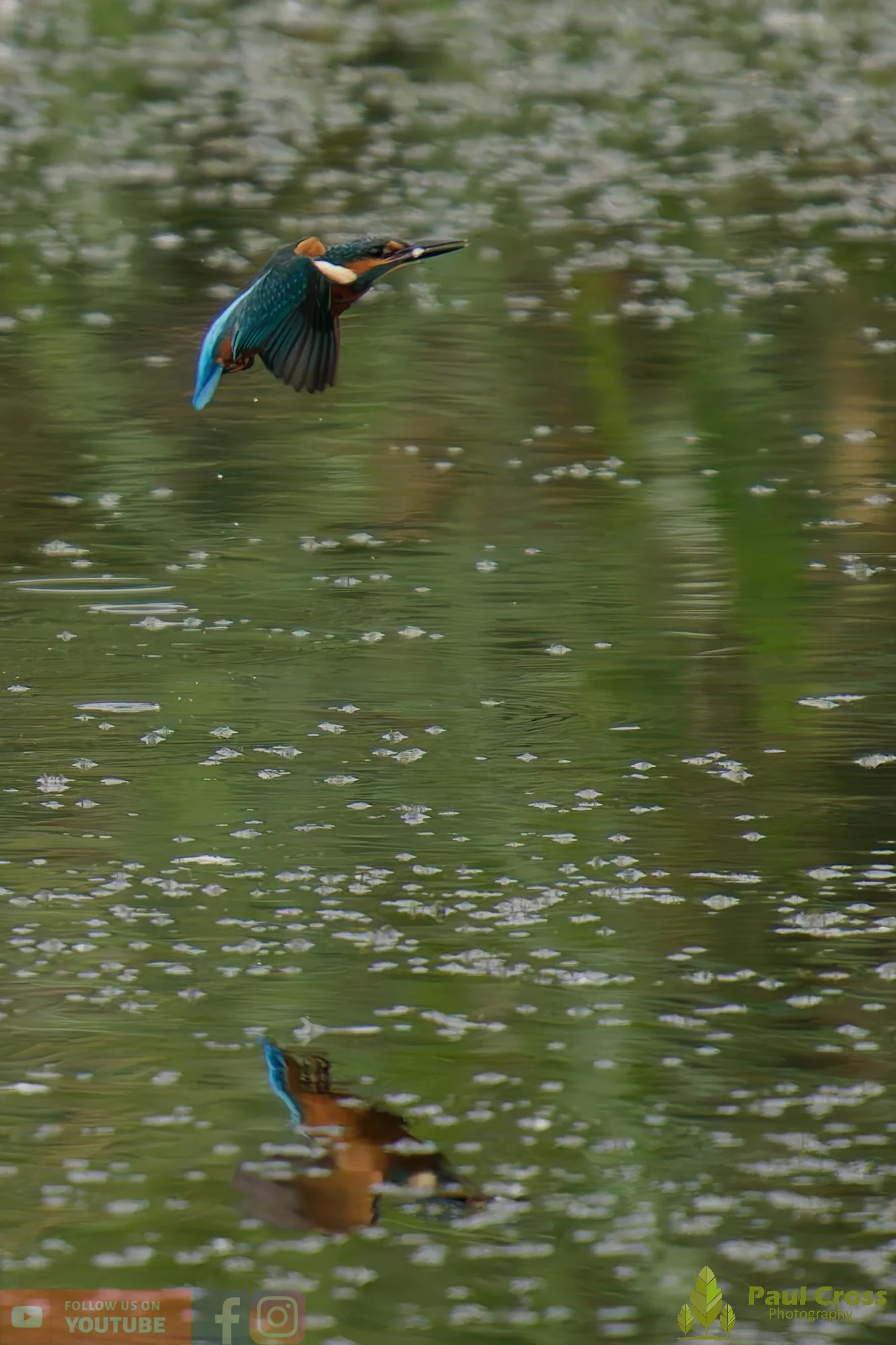 Kingfisher-00439.jpg