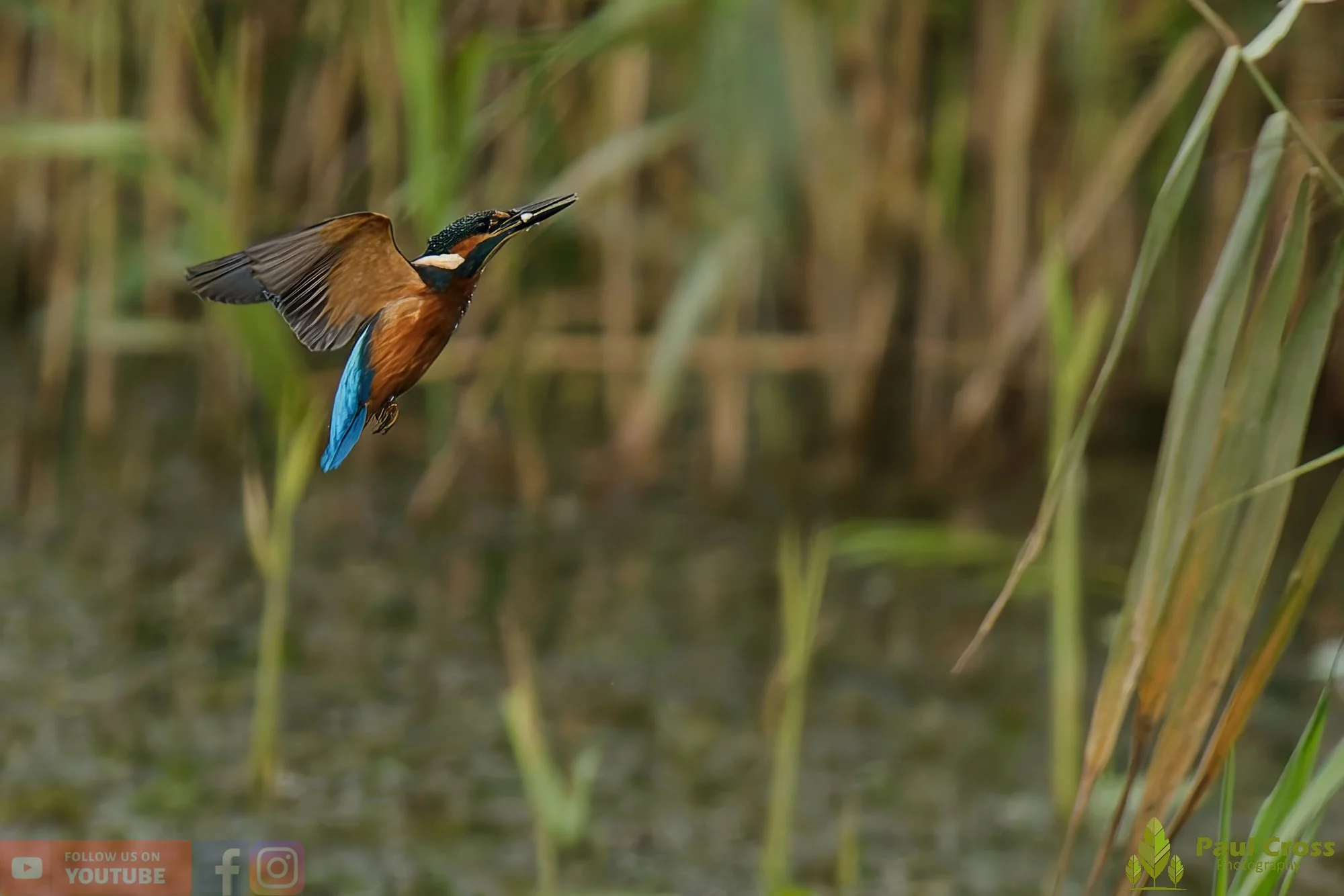 Kingfisher-00440.jpg