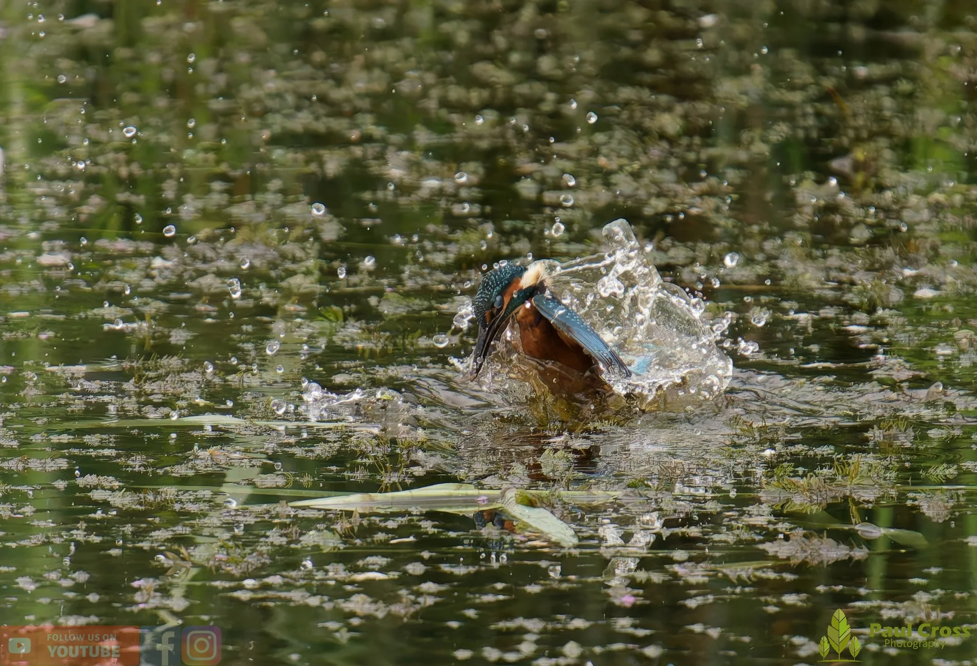 Kingfisher-00442.jpg