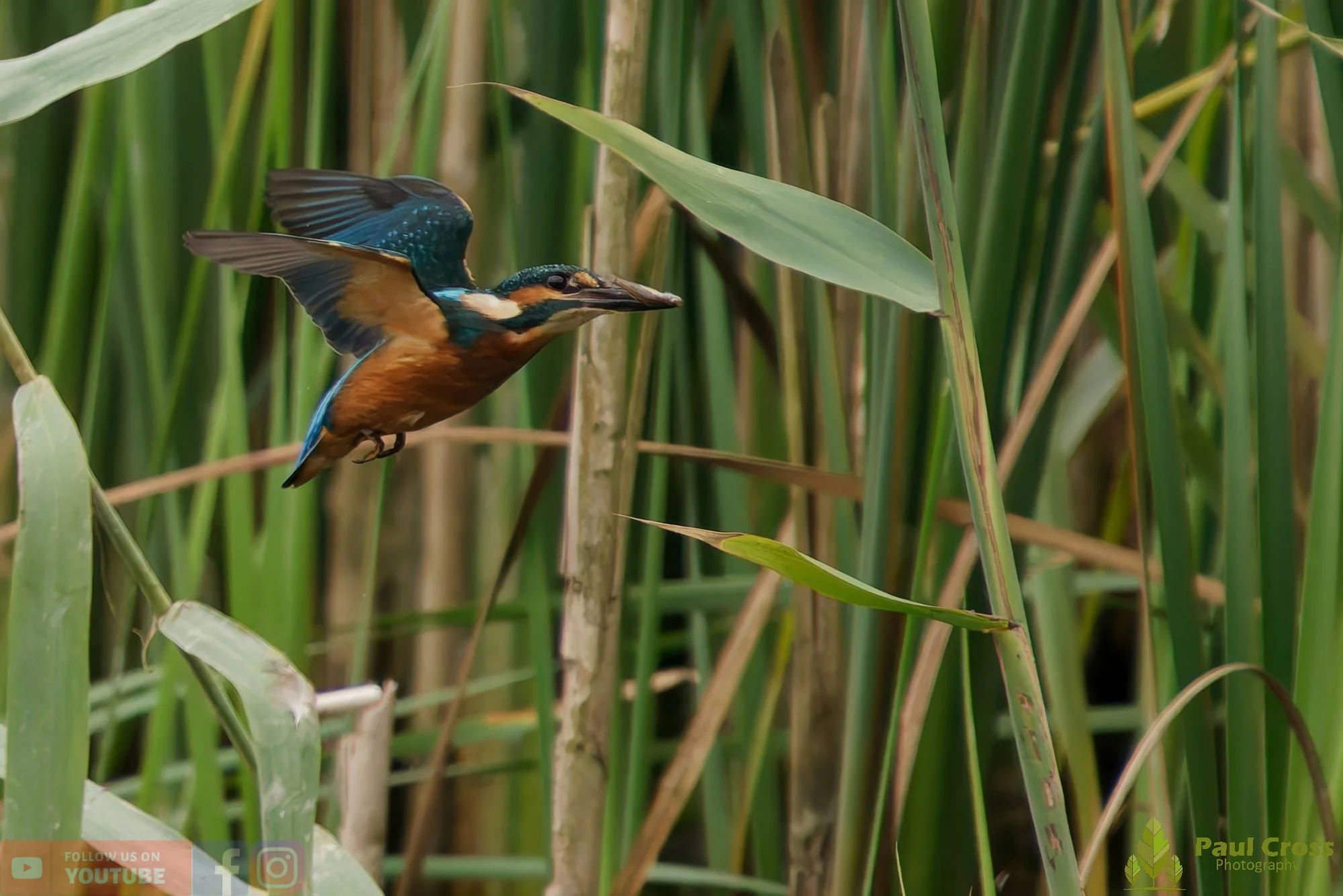 Kingfisher-00443.jpg