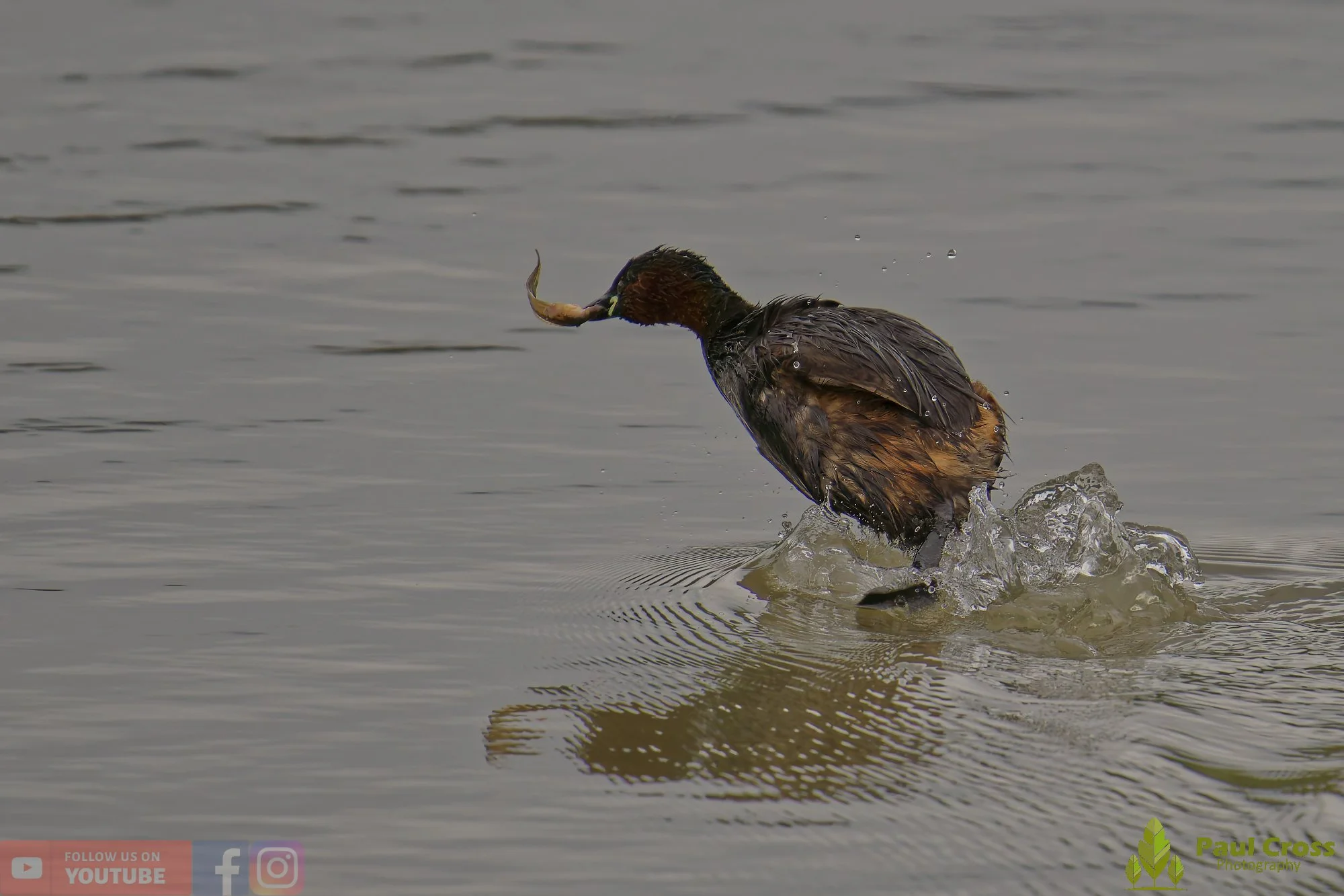 Little Grebe-00240.jpg