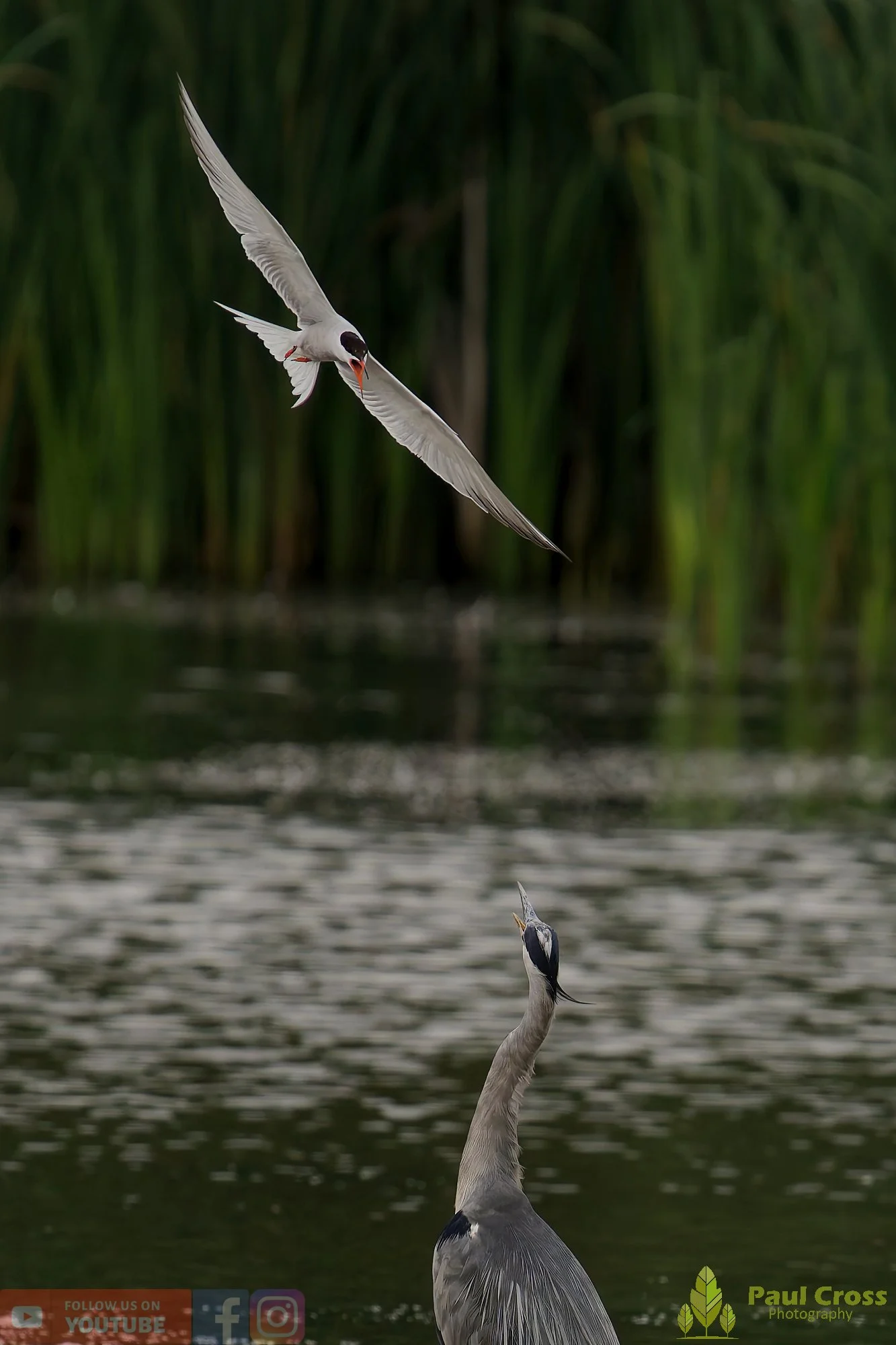 Common Tern-01950.jpg