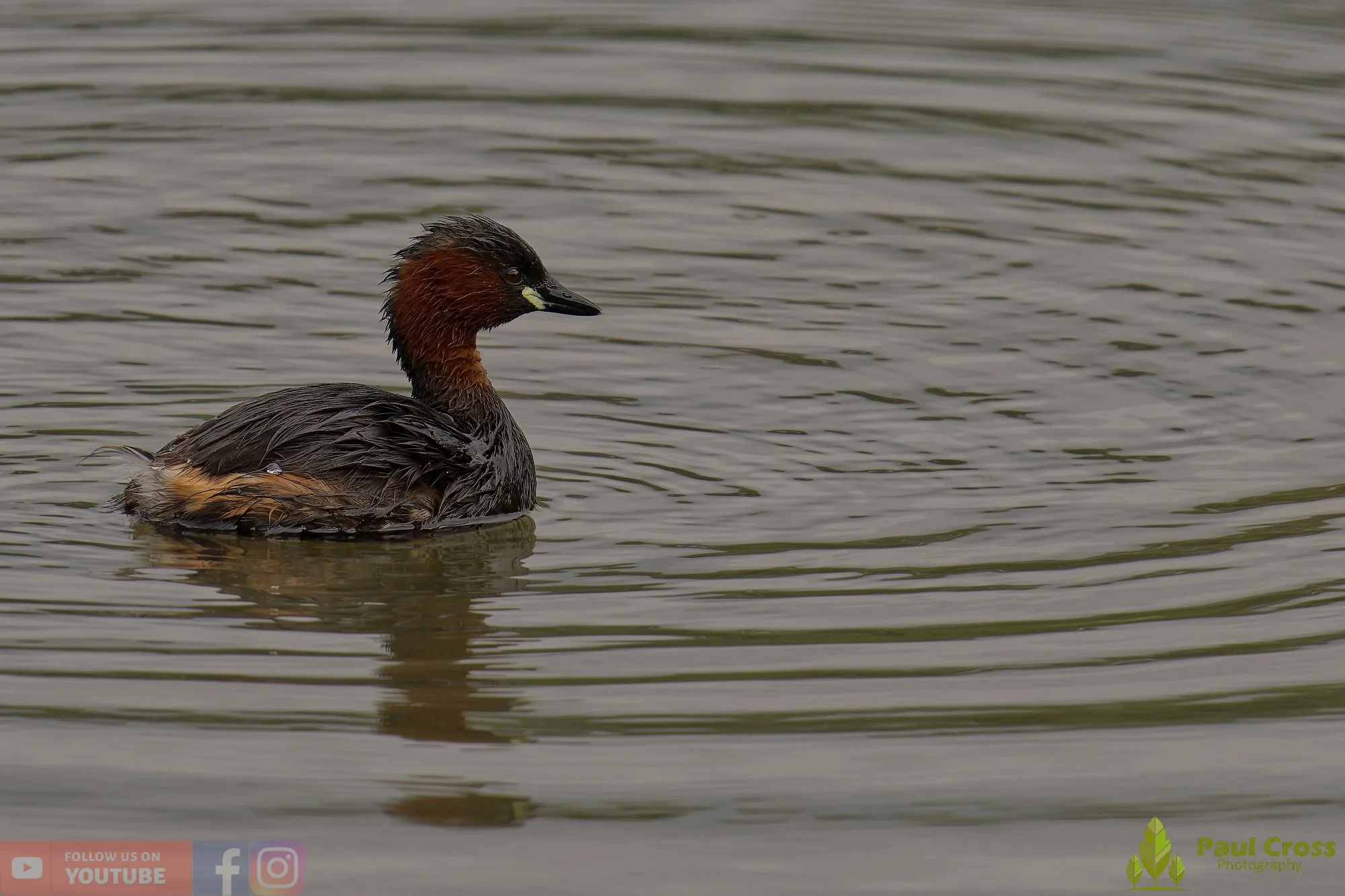 Little Grebe-00241.jpg