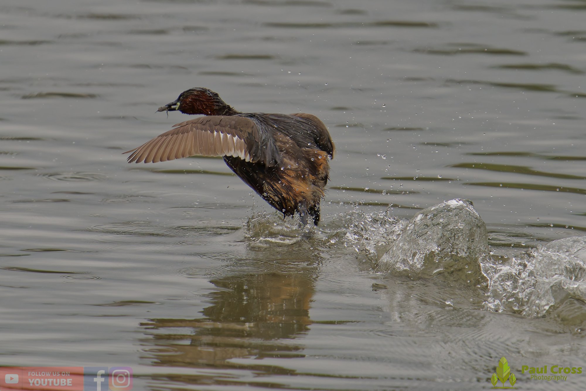 Little Grebe-00242.jpg