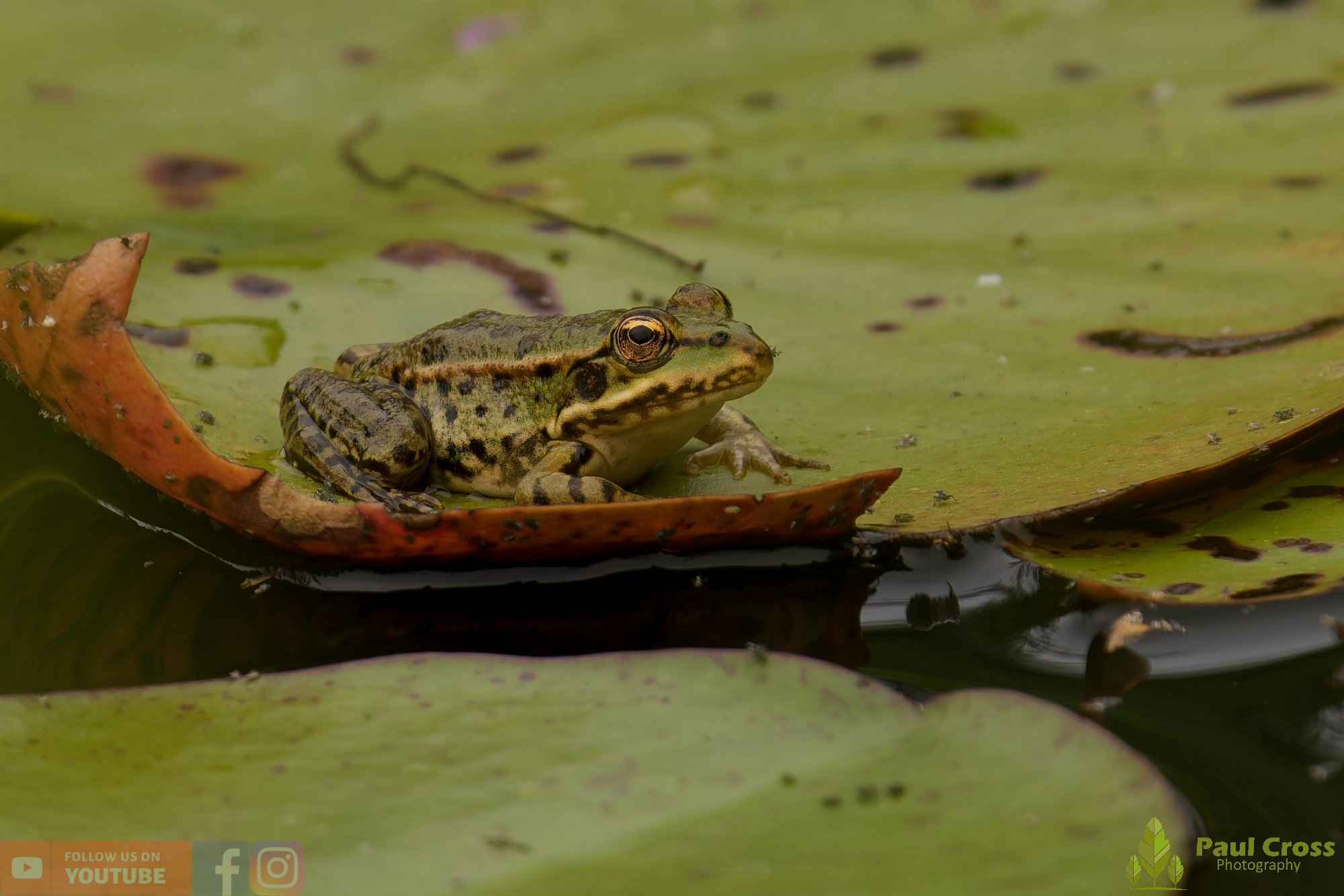 Marsh Frog-00055.jpg