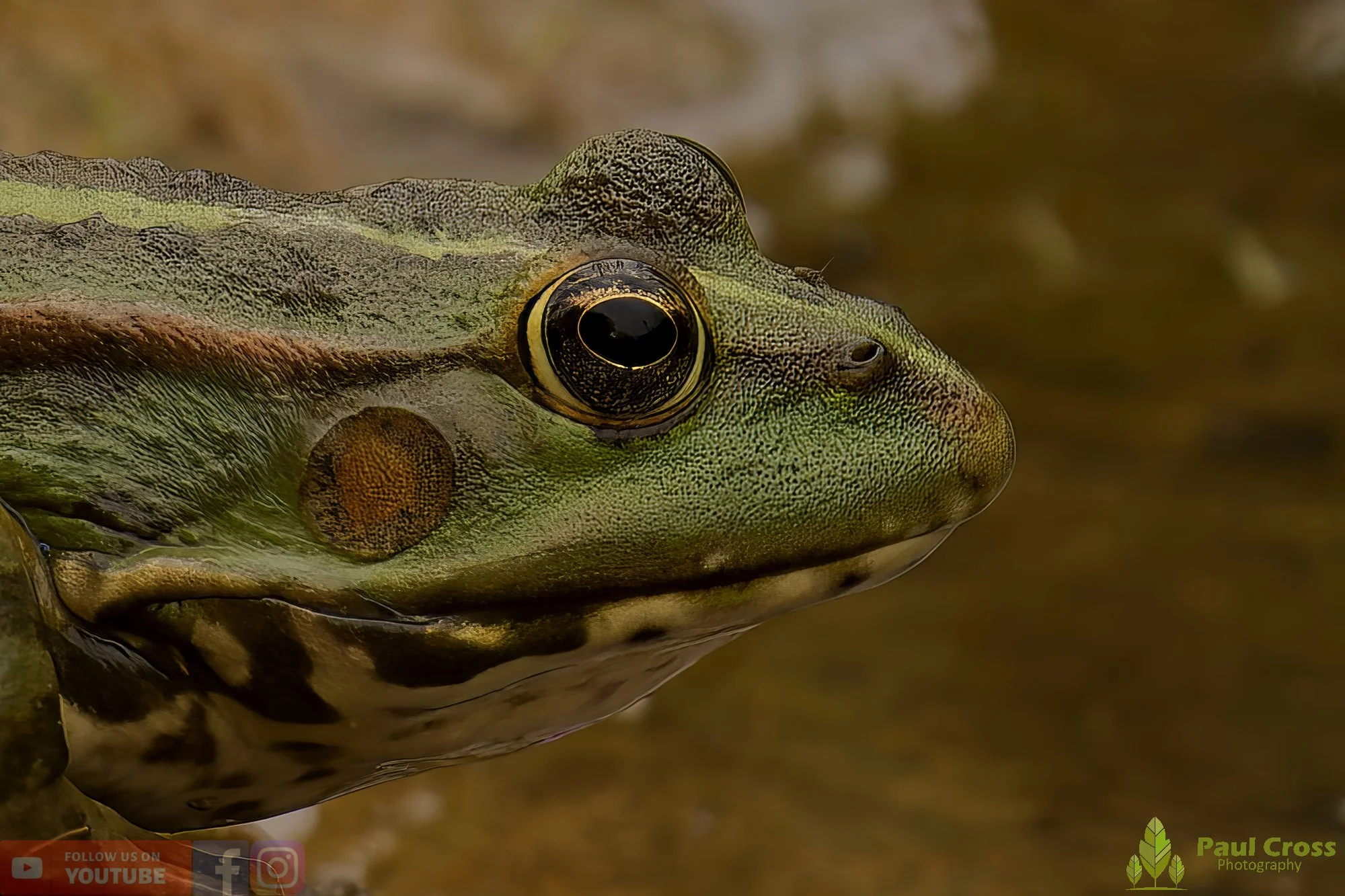 Marsh Frog-00057.jpg